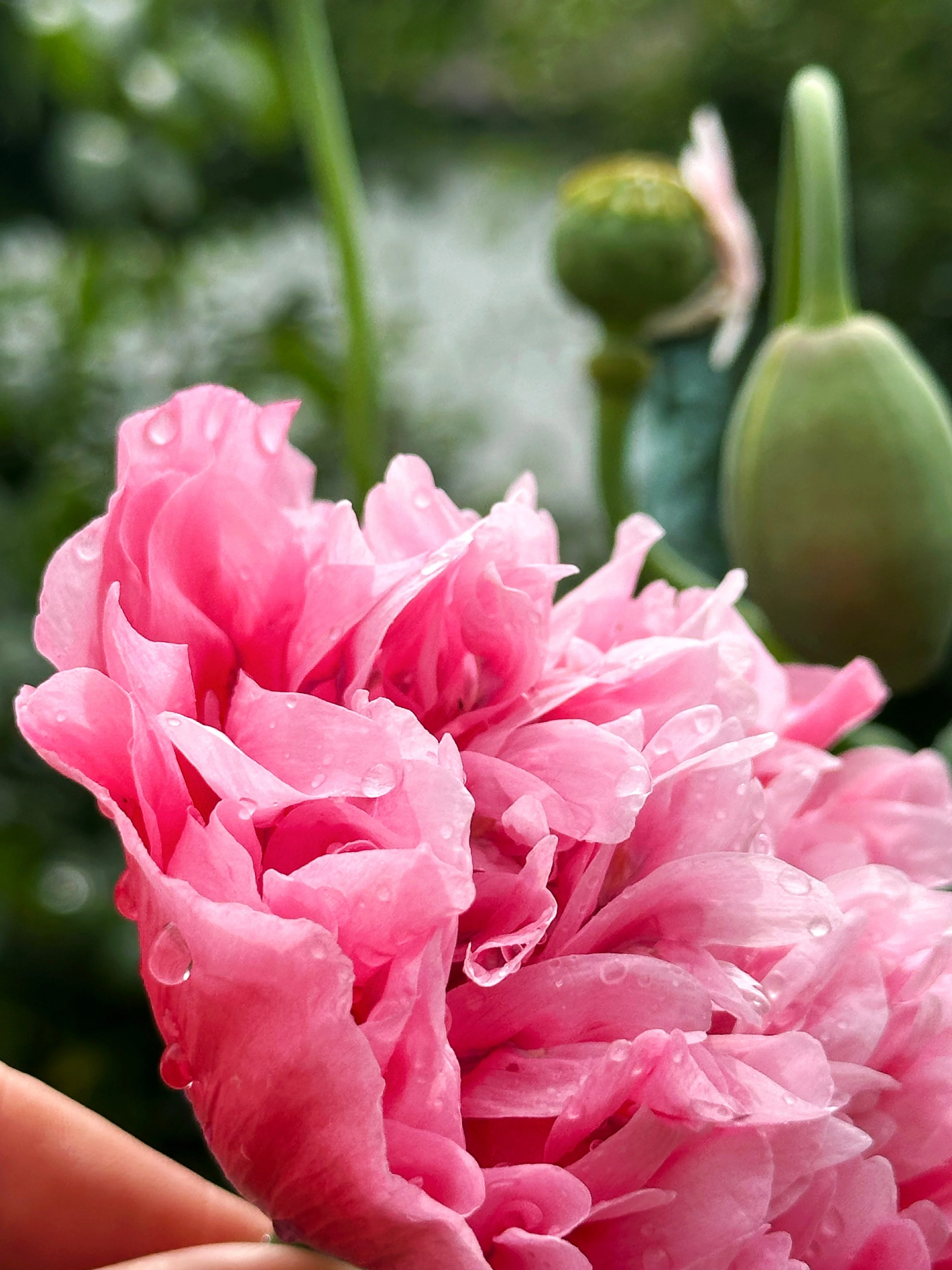 250 Bombast ROSE PEONY POPPY Papaver Peoniflorum Flower Seeds - Image 3