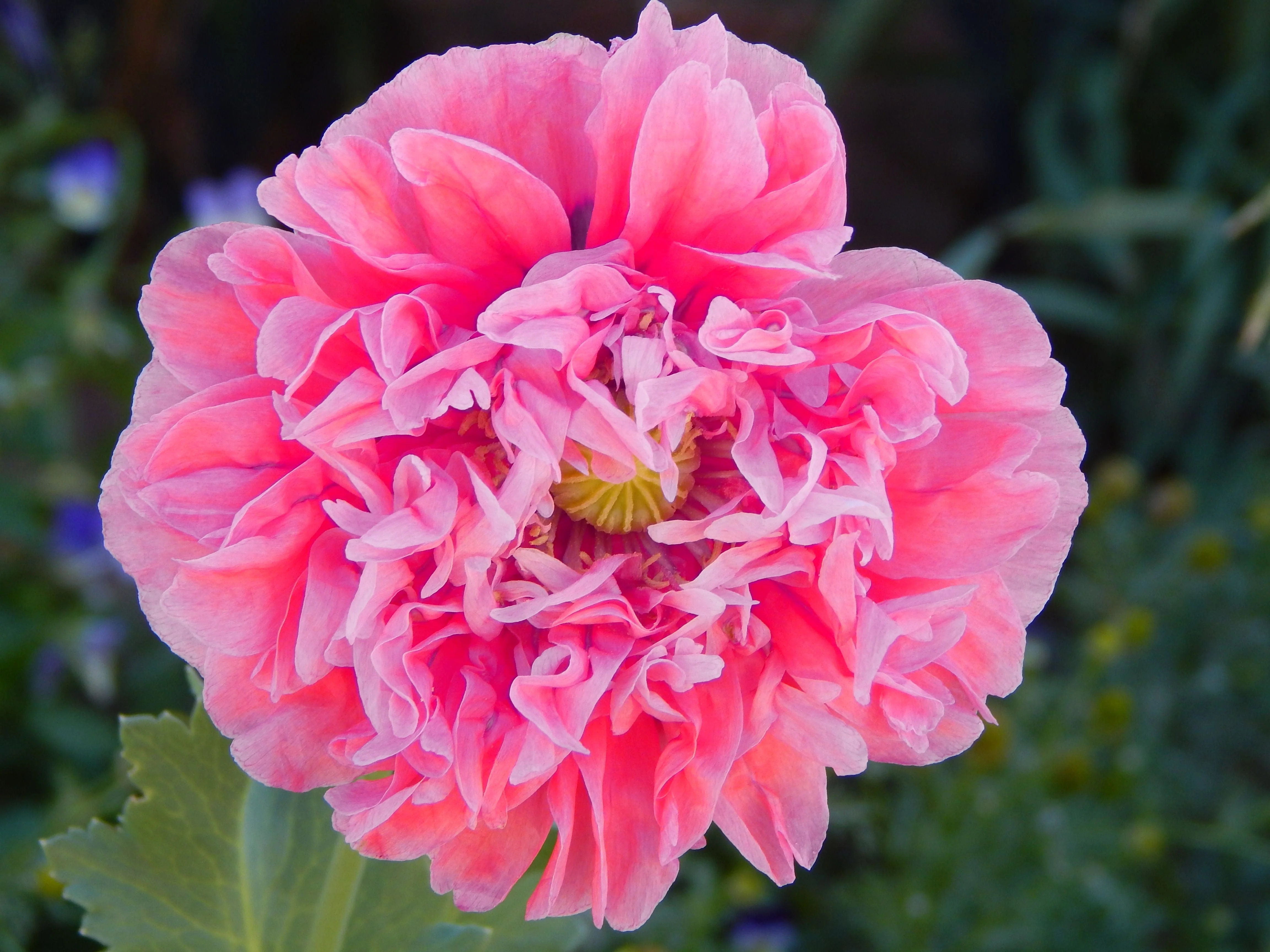 250 Bombast ROSE PEONY POPPY Papaver Peoniflorum Flower Seeds - Image 4