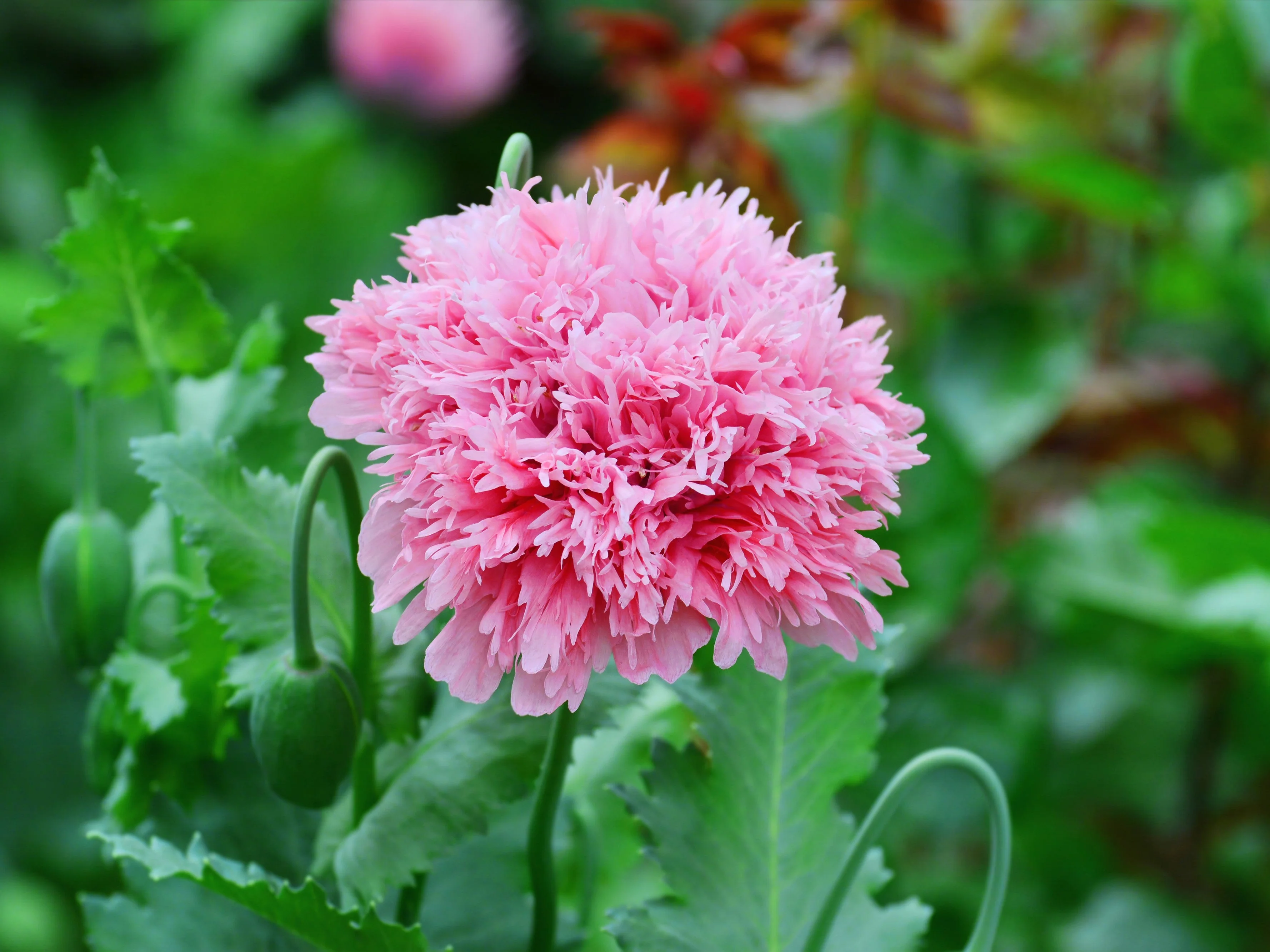 250 Bombast ROSE PEONY POPPY Papaver Peoniflorum Flower Seeds - Image 5
