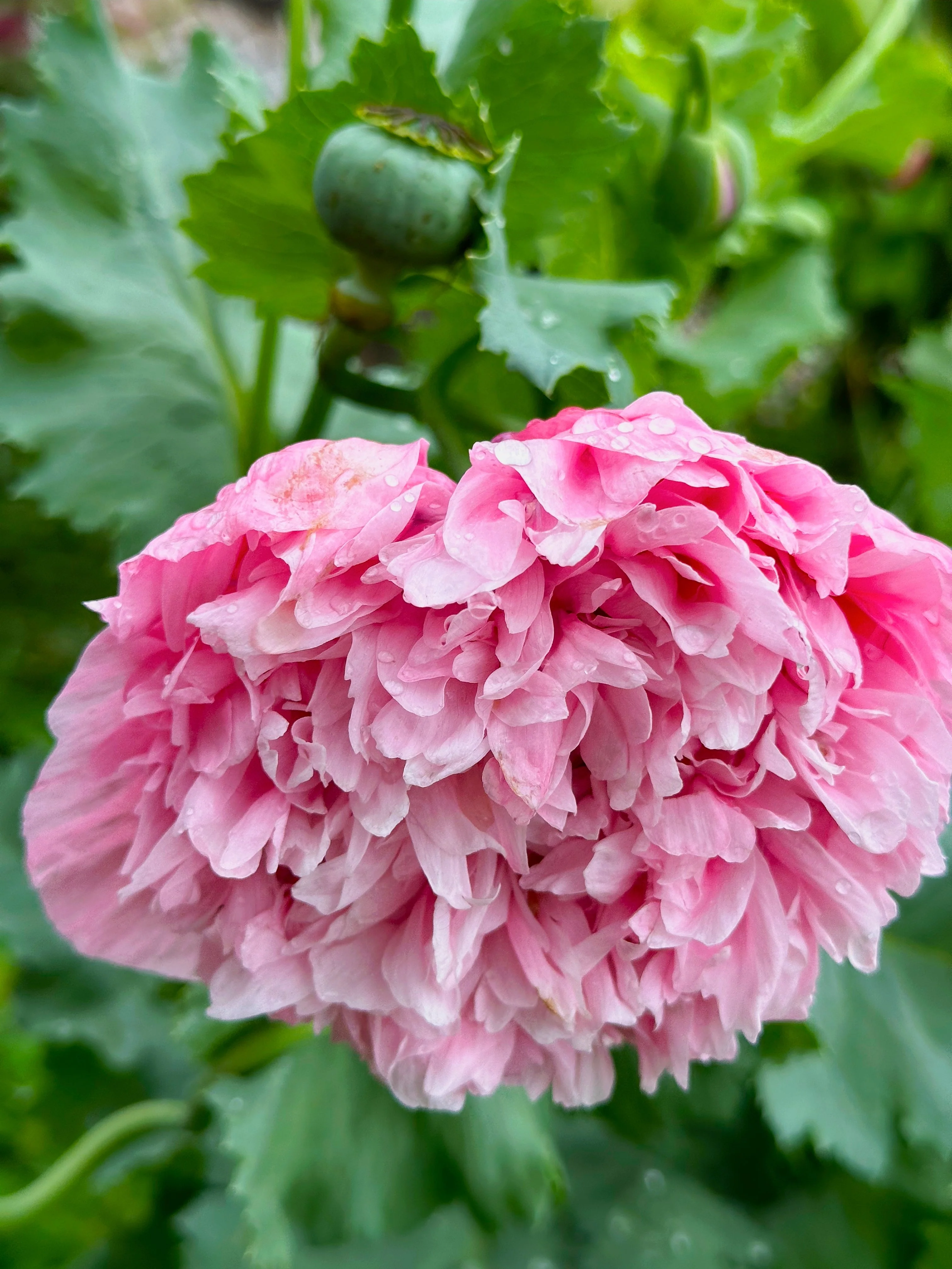 250 Bombast ROSE PEONY POPPY Papaver Peoniflorum Flower Seeds - Image 6