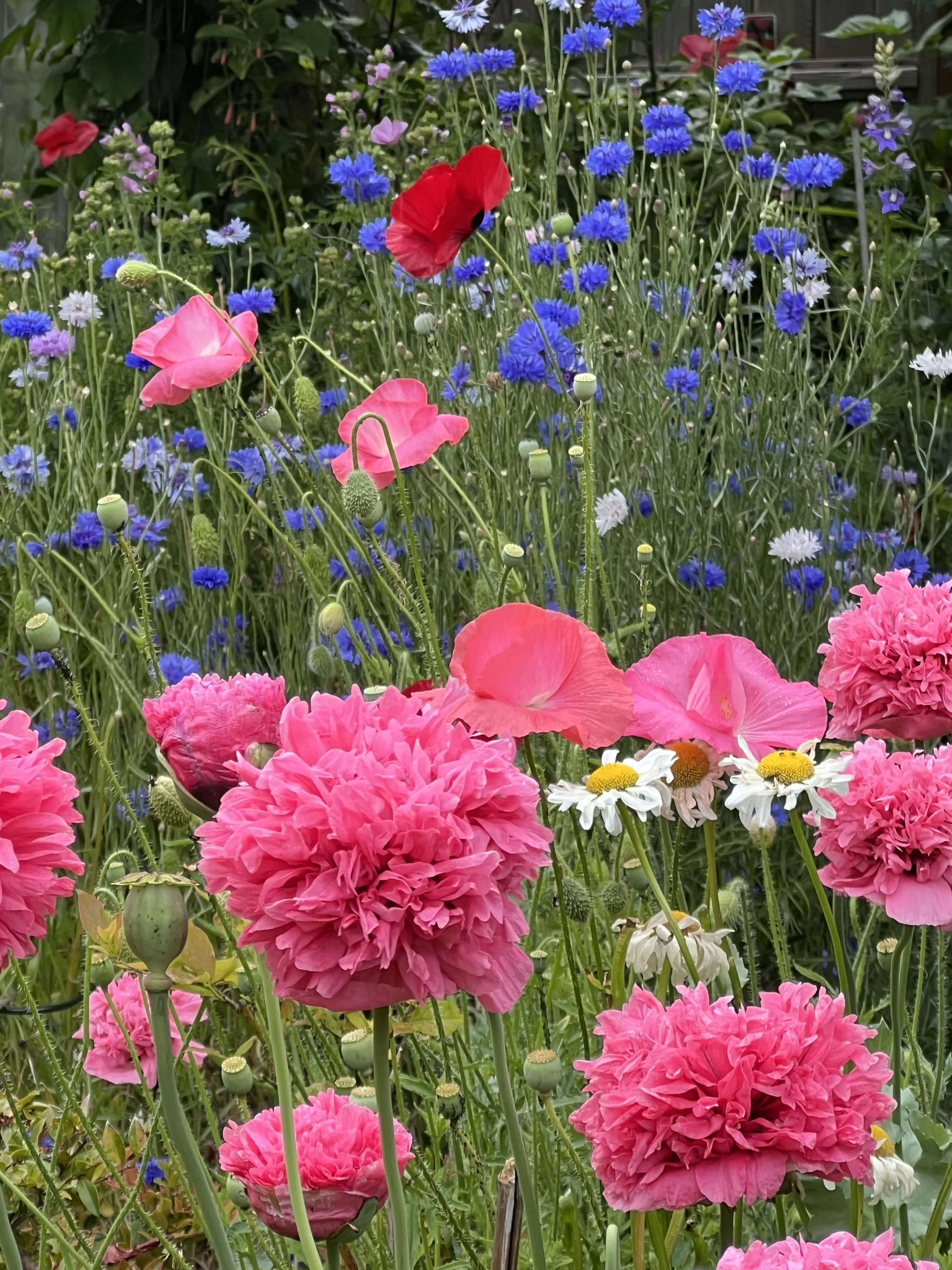 250 Bombast ROSE PEONY POPPY Papaver Peoniflorum Flower Seeds - Image 7