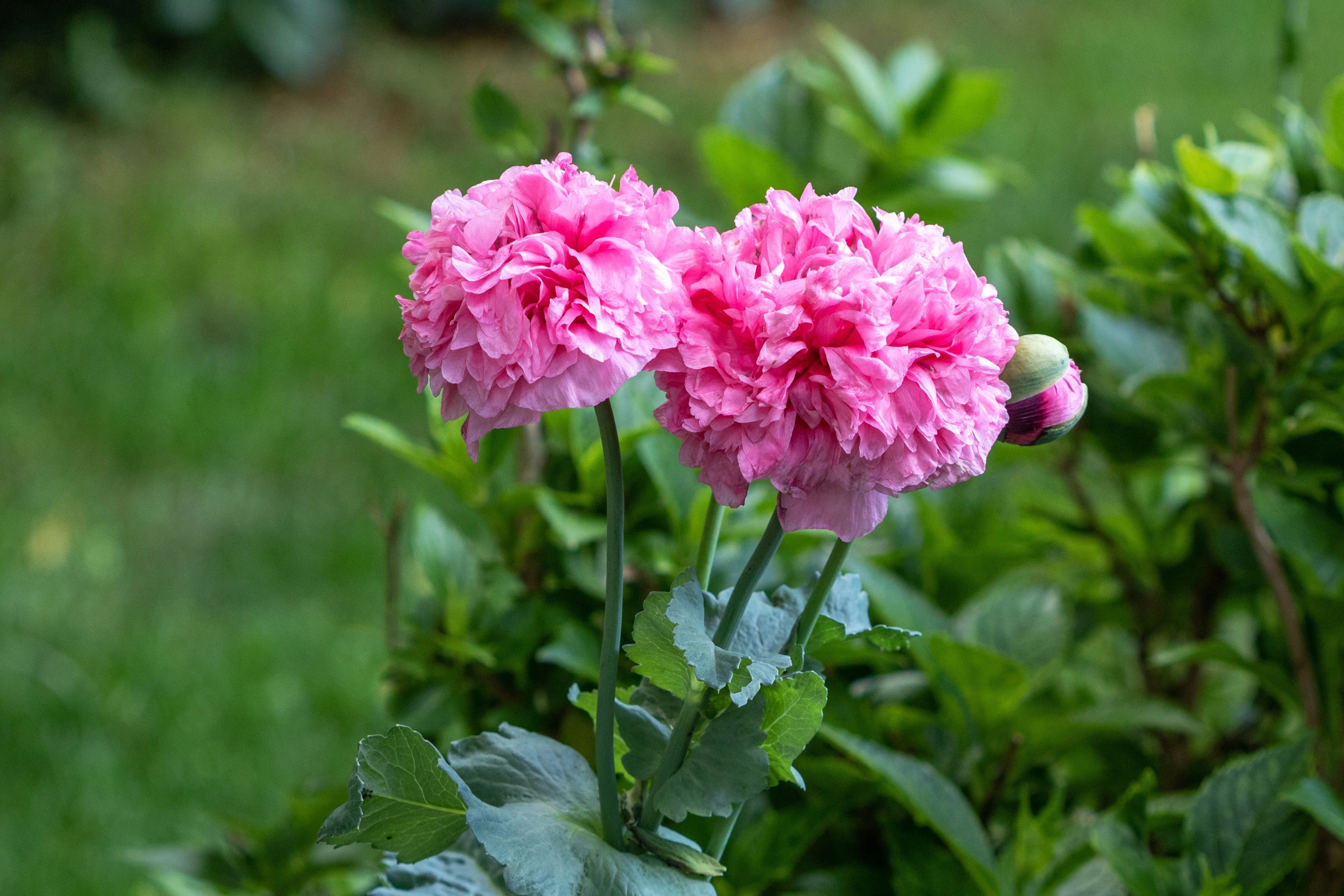 250 Bombast ROSE PEONY POPPY Papaver Peoniflorum Flower Seeds - Image 8