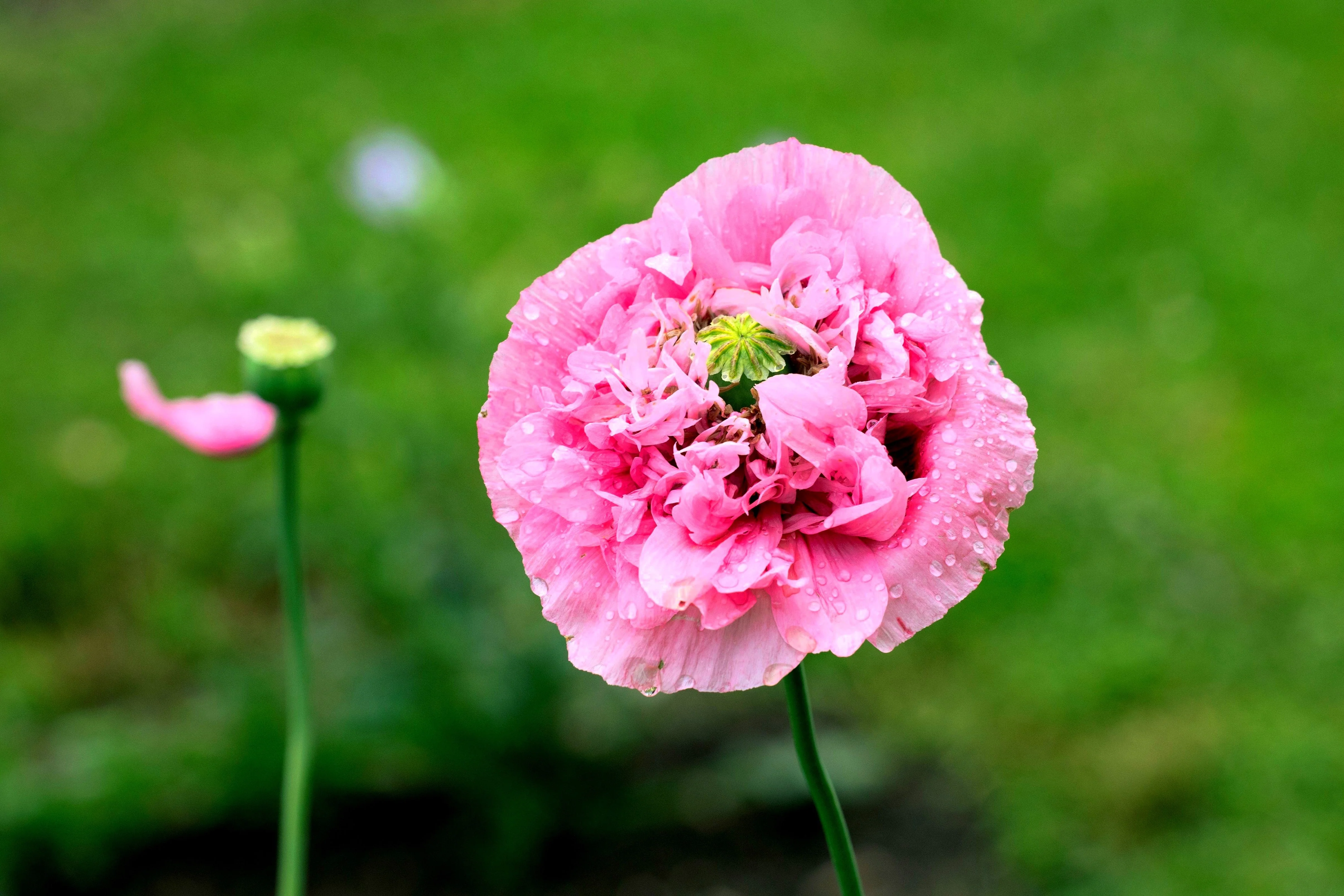 250 Bombast ROSE PEONY POPPY Papaver Peoniflorum Flower Seeds - Image 9