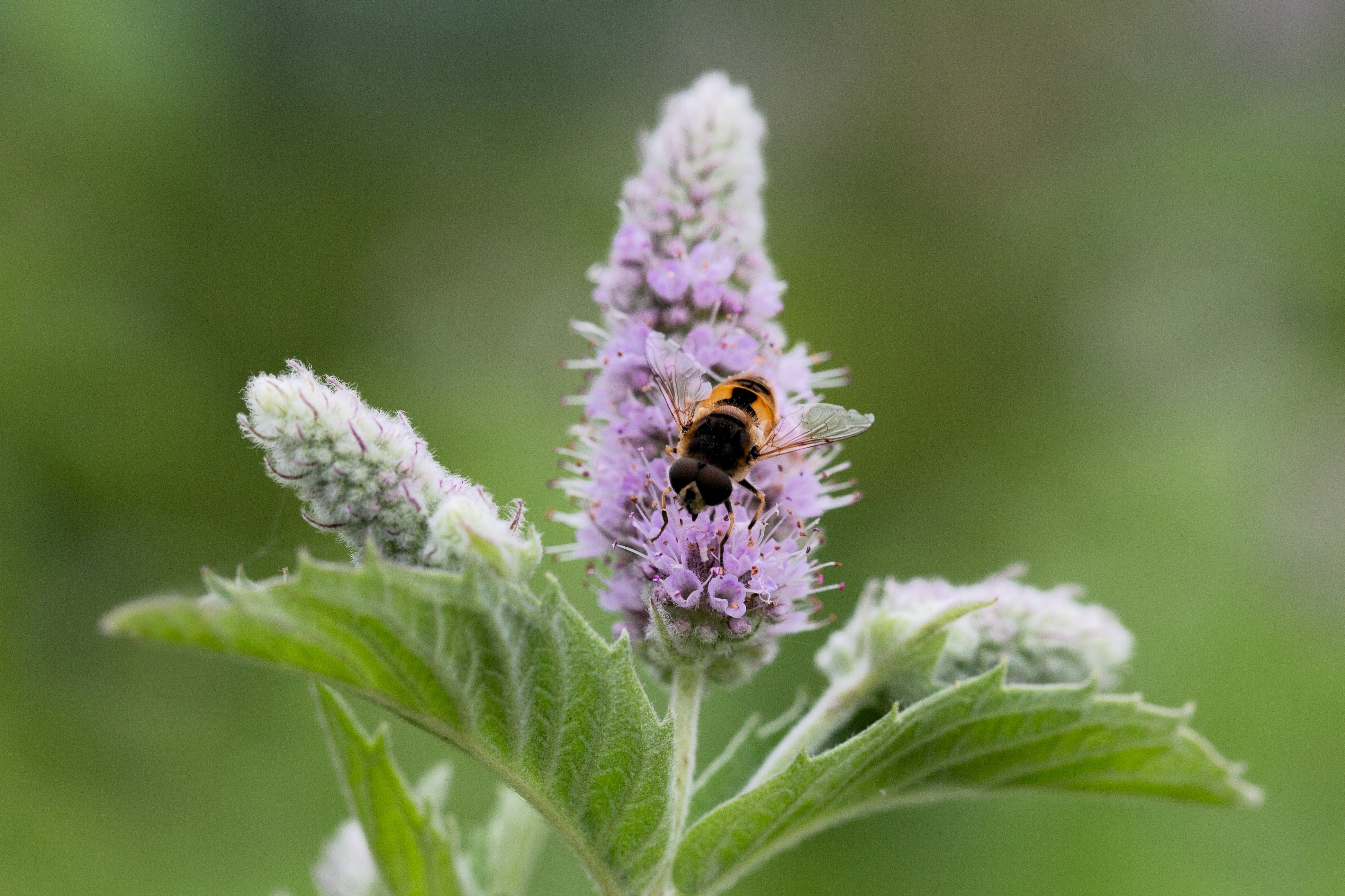 250 PEPPERMINT MINT Mentha Piperita Herb Flower Seeds - Image 3