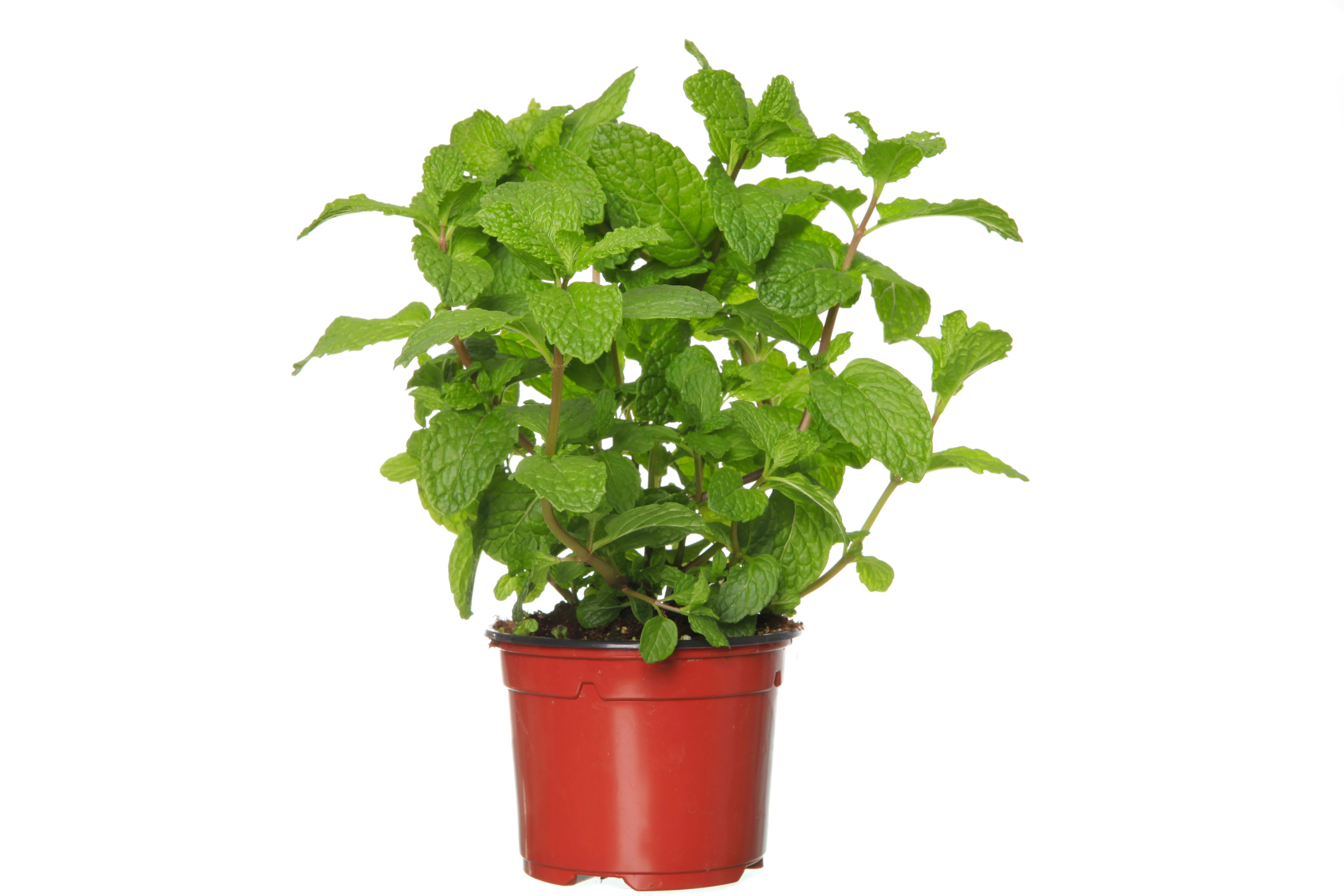 250 PEPPERMINT MINT Mentha Piperita Herb Flower Seeds - Image 4
