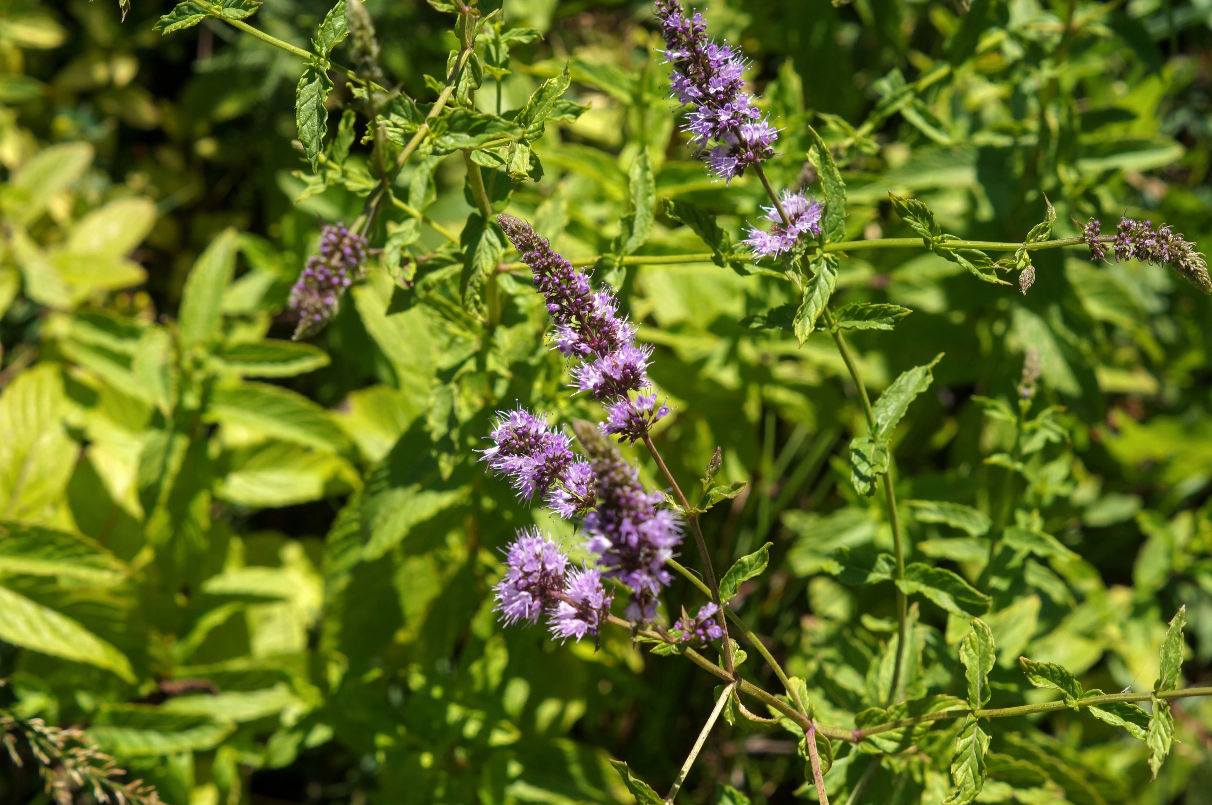 250 PEPPERMINT MINT Mentha Piperita Herb Flower Seeds - Image 5