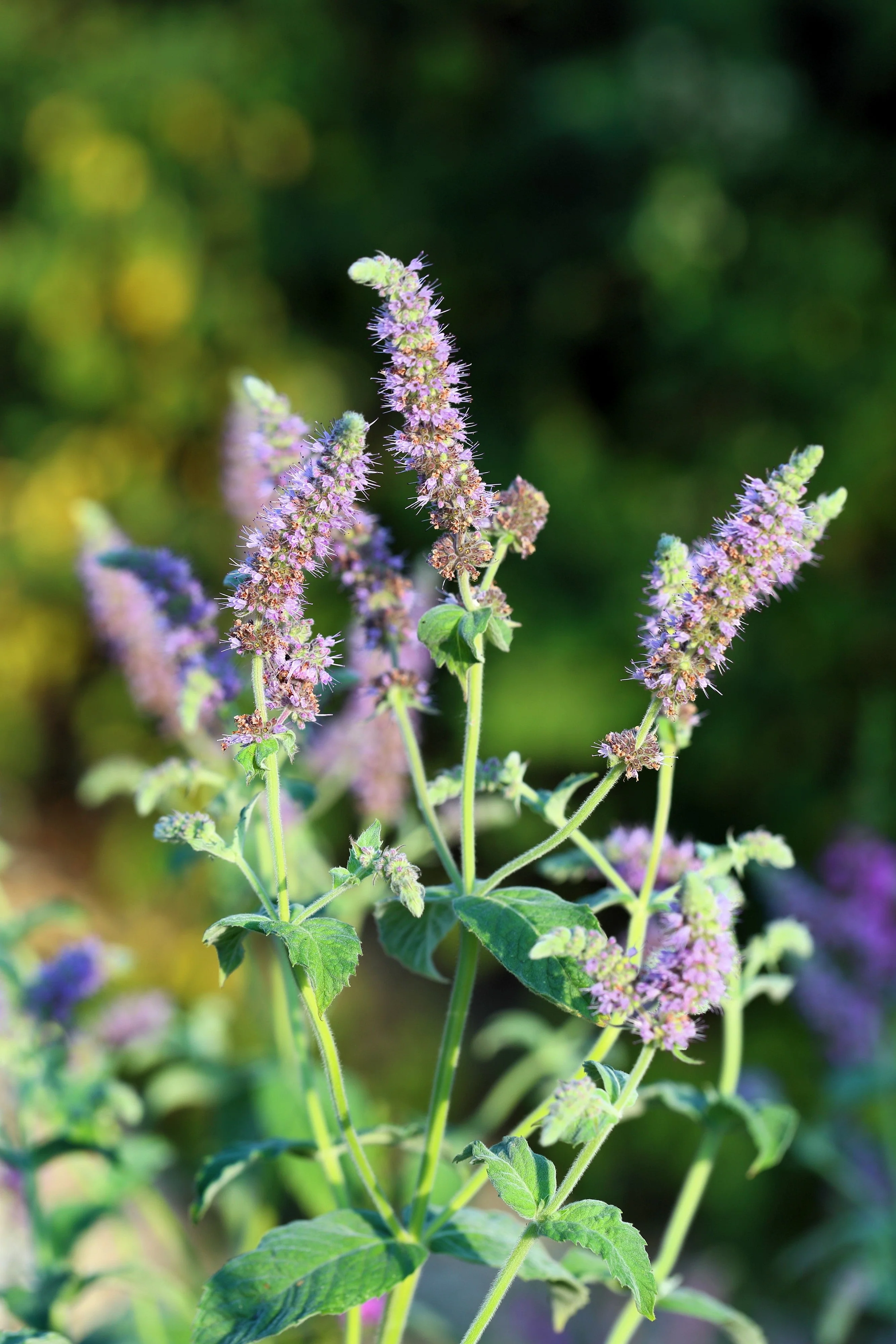 250 PEPPERMINT MINT Mentha Piperita Herb Flower Seeds - Image 8