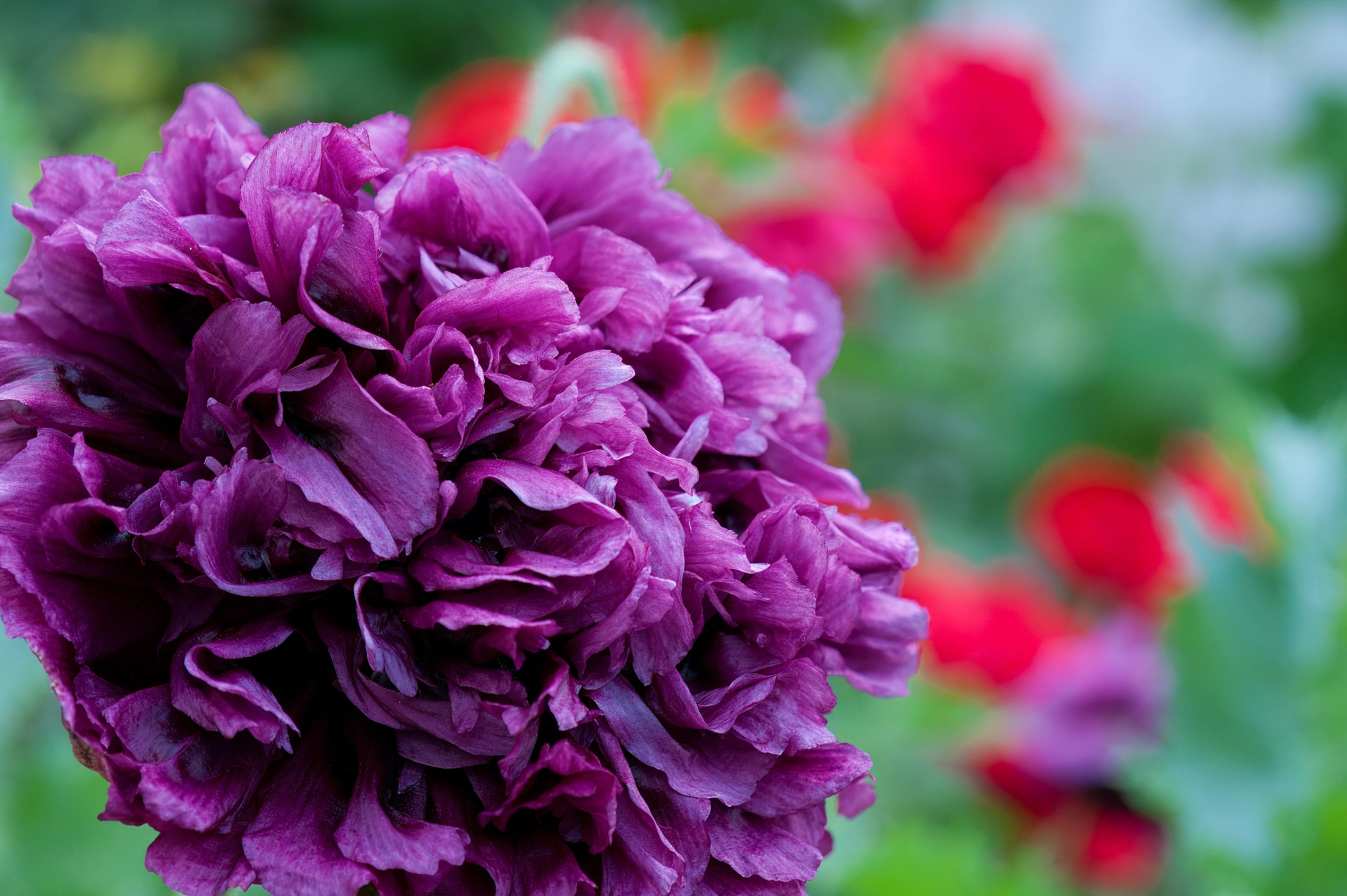 250 PURPLE PEONY POPPY Papaver Paeoniflorum Huge Double Flower Seeds - Image 2