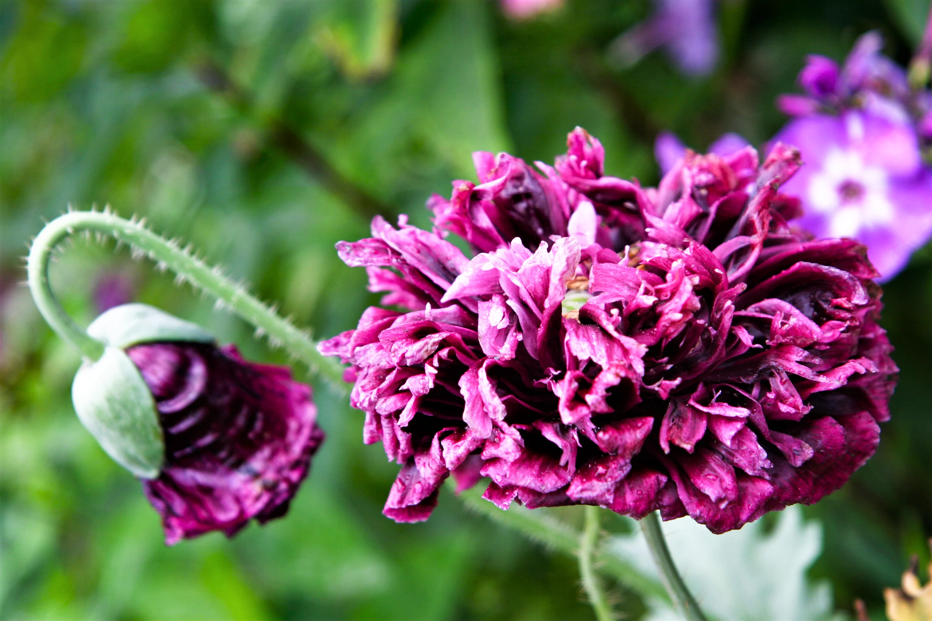 250 PURPLE PEONY POPPY Papaver Paeoniflorum Huge Double Flower Seeds - Image 3
