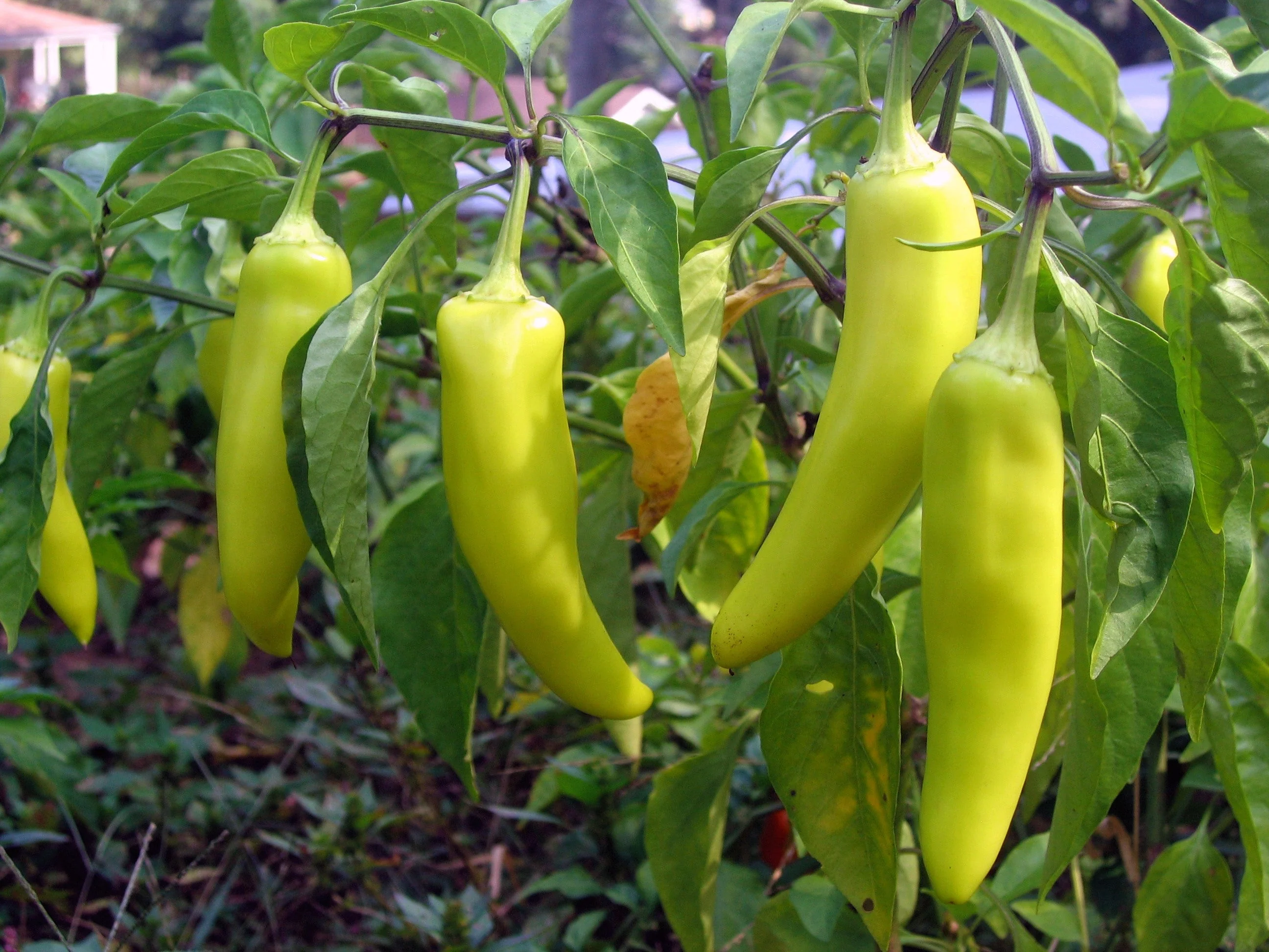 250 SWEET BANANA PEPPER Hungarian Capsicum Annuum Vegetable Seeds - Image 2