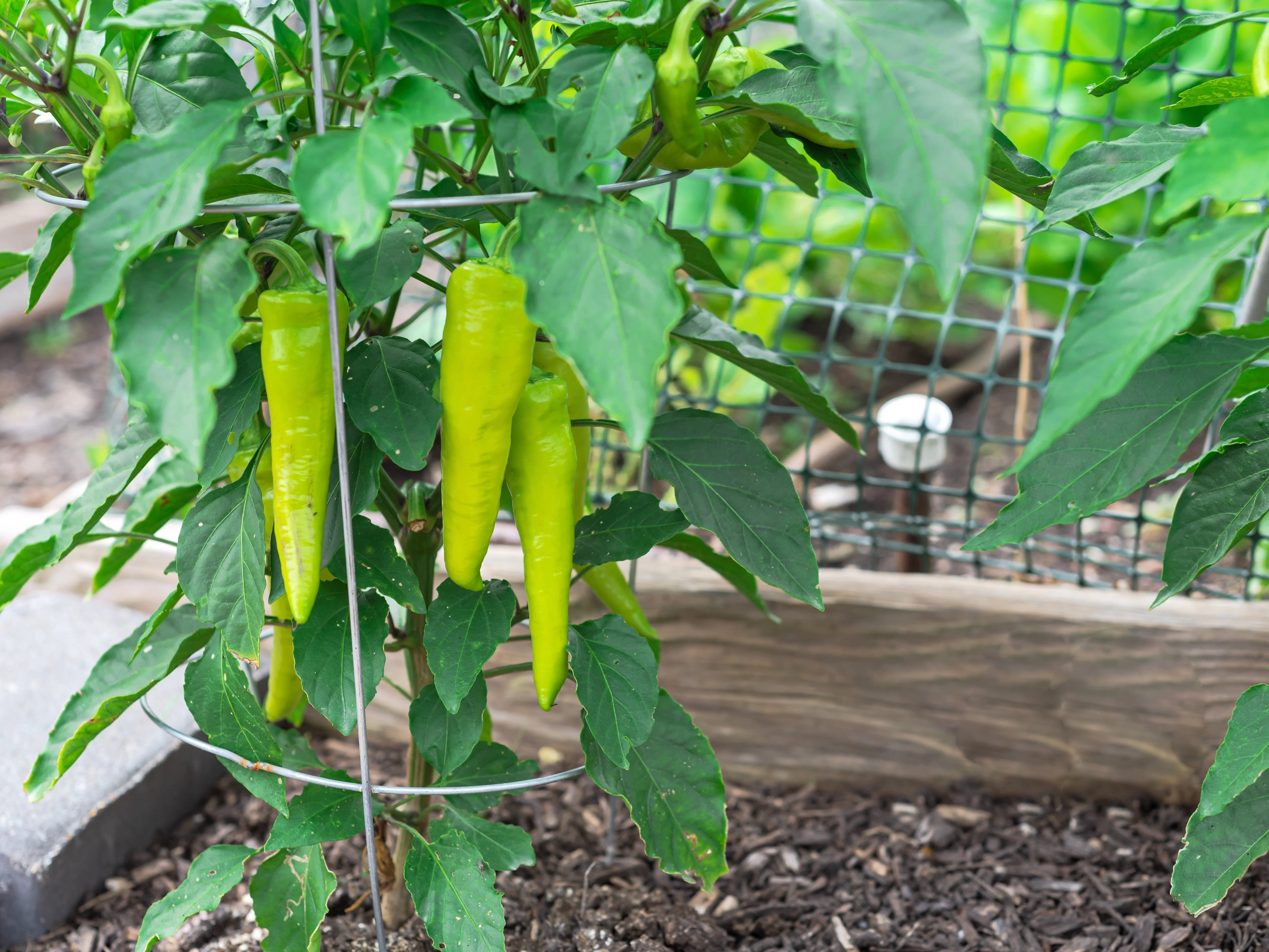 250 SWEET BANANA PEPPER Hungarian Capsicum Annuum Vegetable Seeds - Image 3