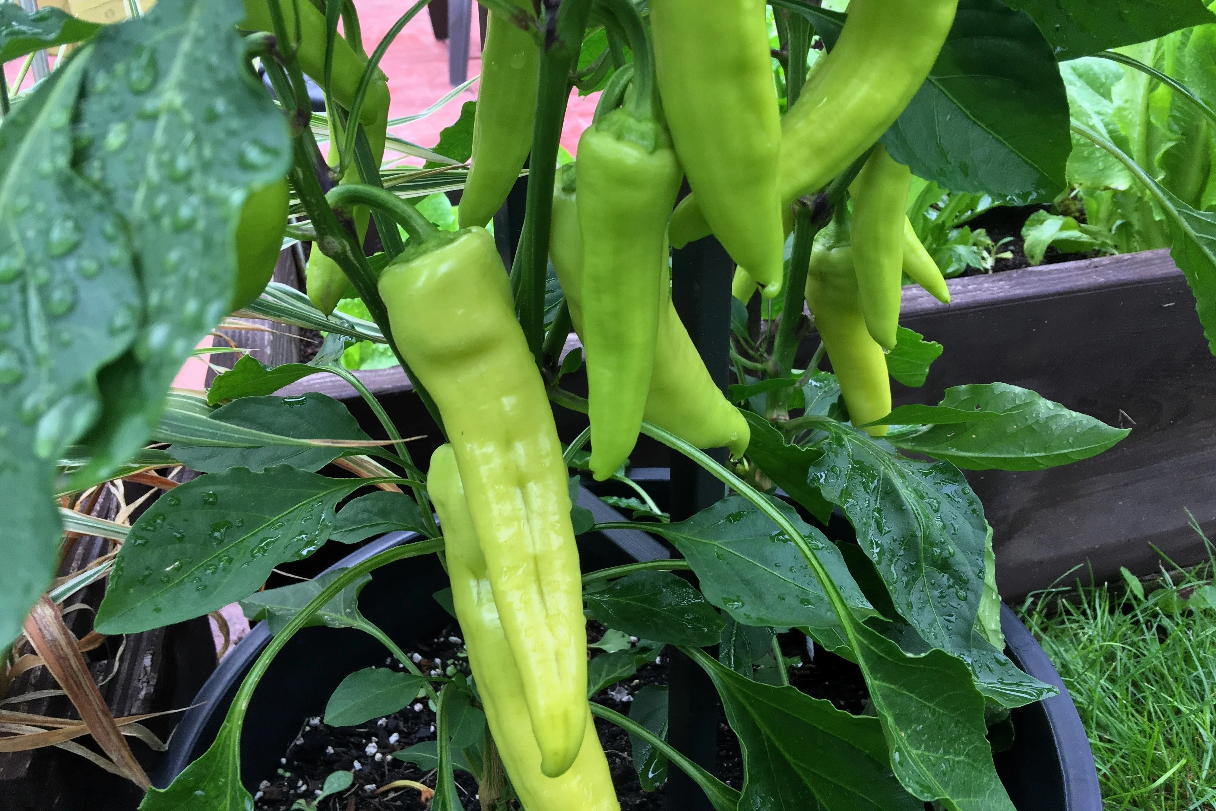 250 SWEET BANANA PEPPER Hungarian Capsicum Annuum Vegetable Seeds - Image 4