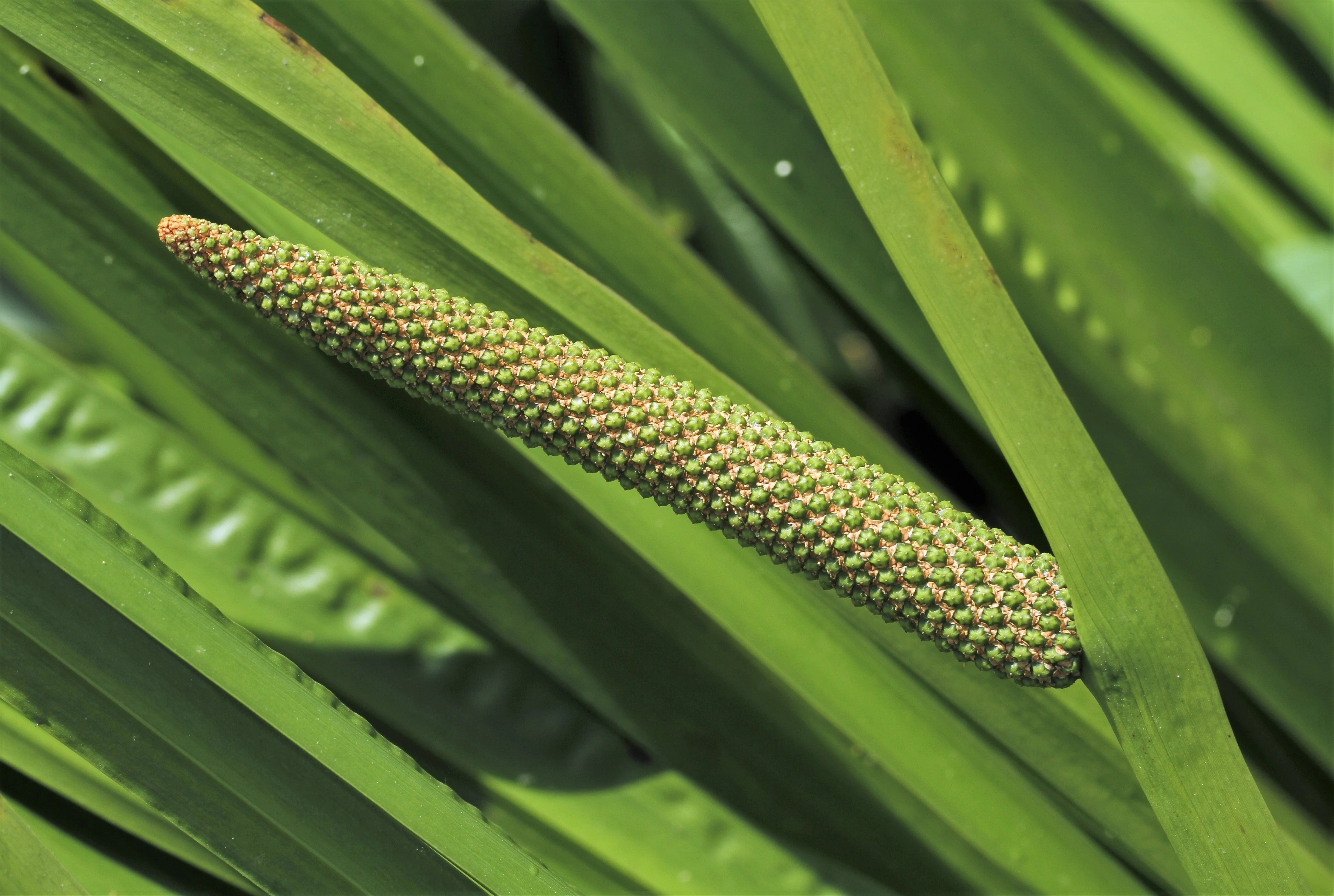 250 SWEET FLAG GRASS Wetland Pond Acorus Calamus Ornamental Seeds - Image 3