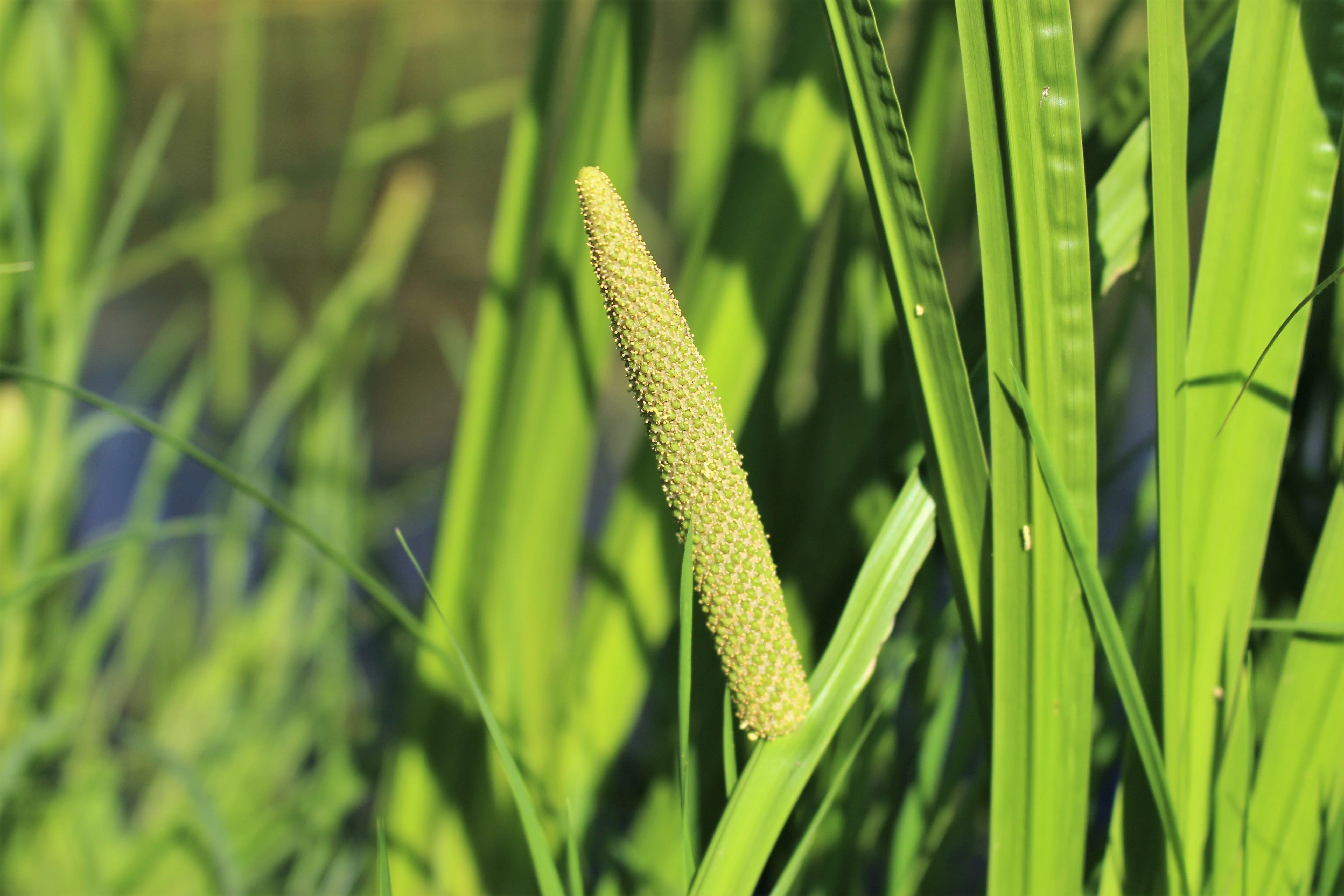 250 SWEET FLAG GRASS Wetland Pond Acorus Calamus Ornamental Seeds - Image 4