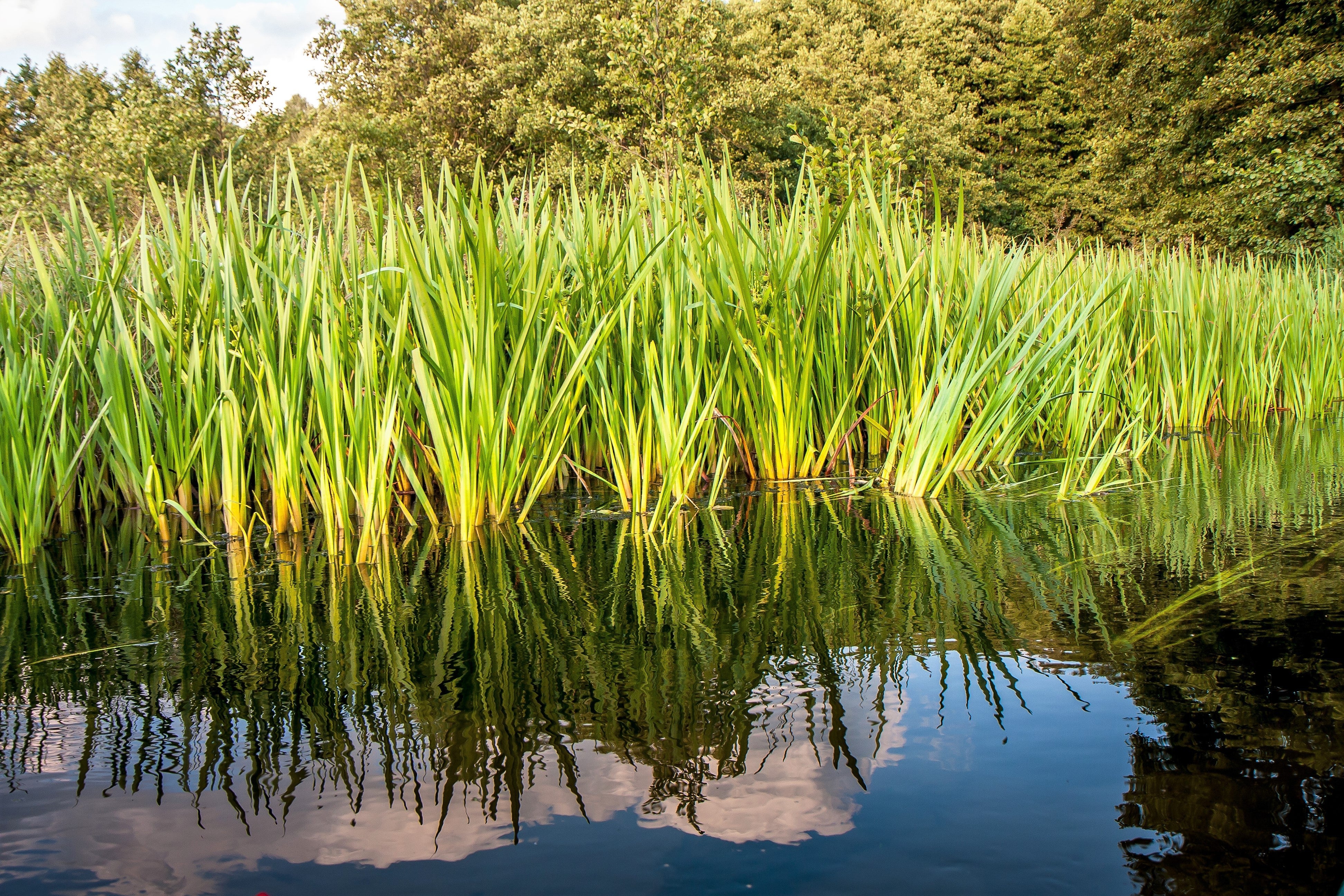 250 SWEET FLAG GRASS Wetland Pond Acorus Calamus Ornamental Seeds - Image 5