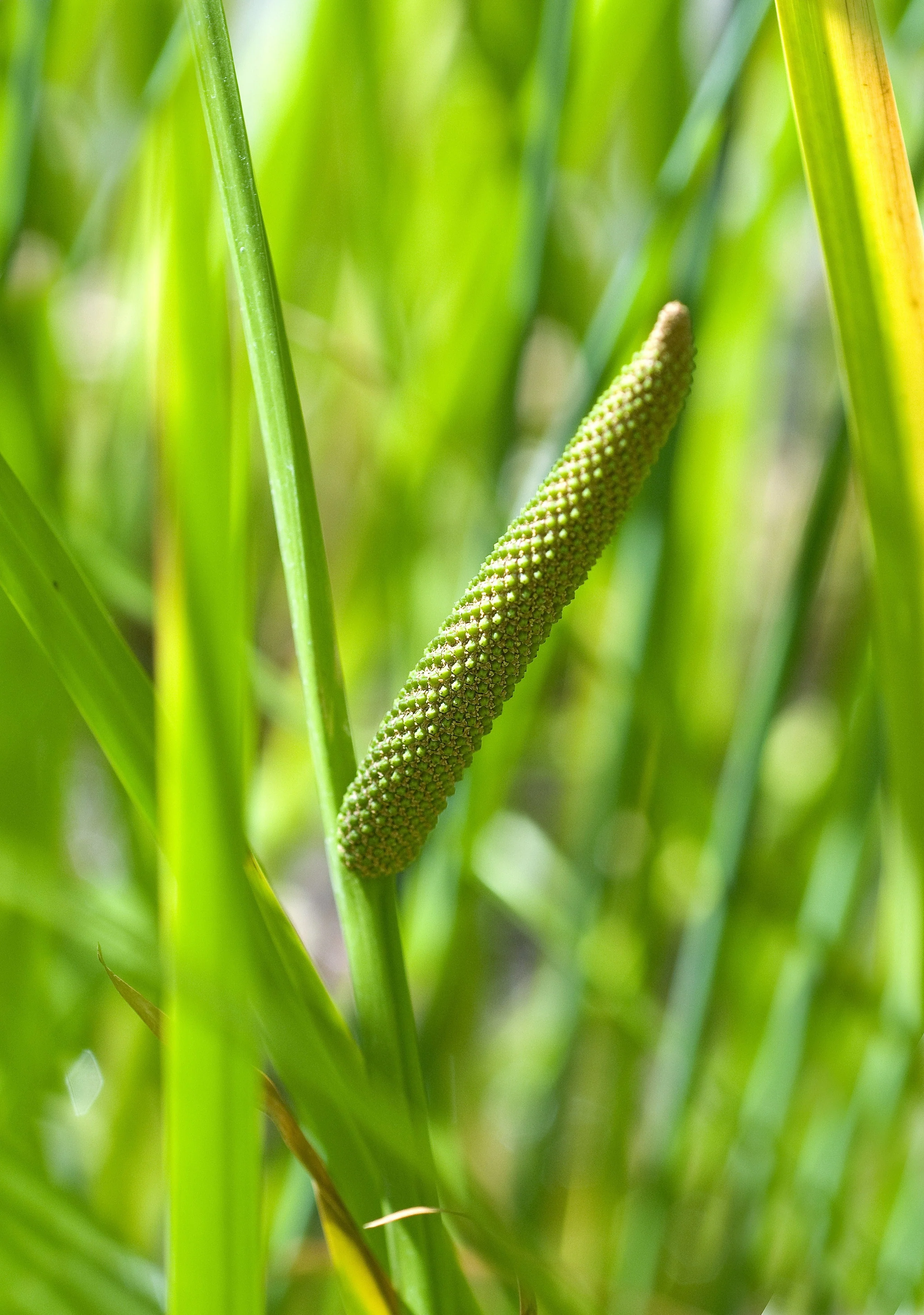 250 SWEET FLAG GRASS Wetland Pond Acorus Calamus Ornamental Seeds - Image 6