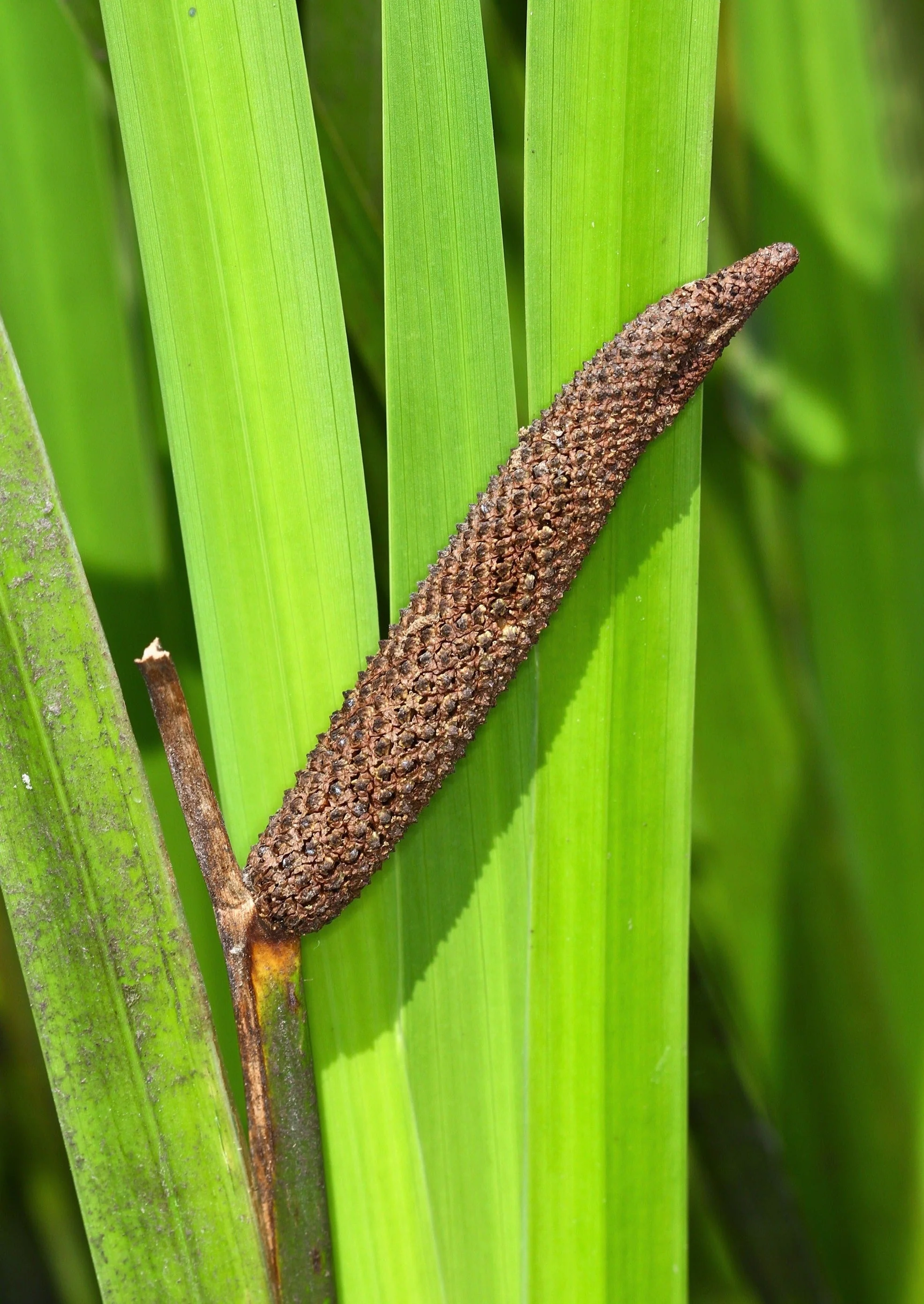 250 SWEET FLAG GRASS Wetland Pond Acorus Calamus Ornamental Seeds - Image 7