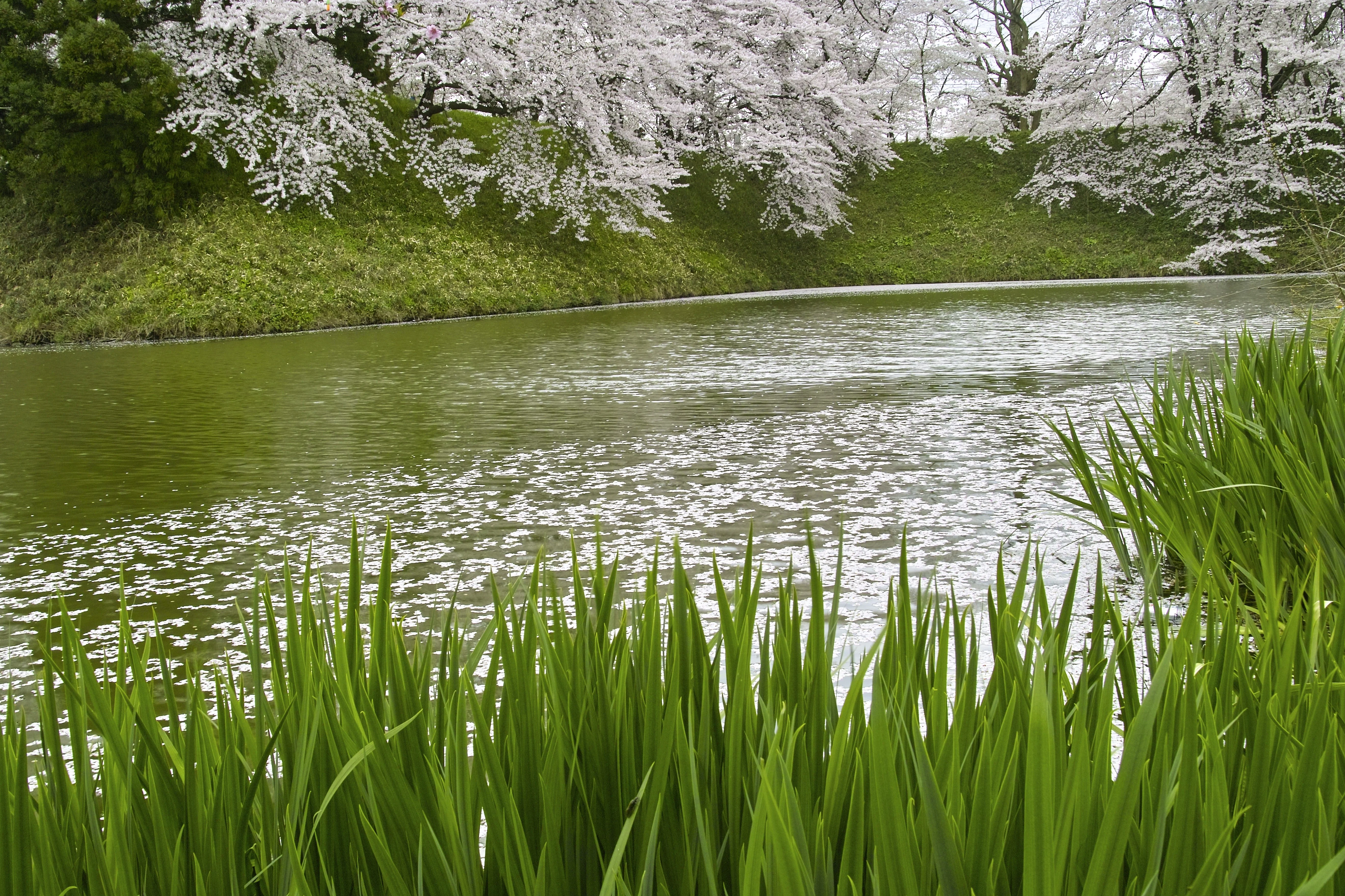 250 SWEET FLAG GRASS Wetland Pond Acorus Calamus Ornamental Seeds - Image 8
