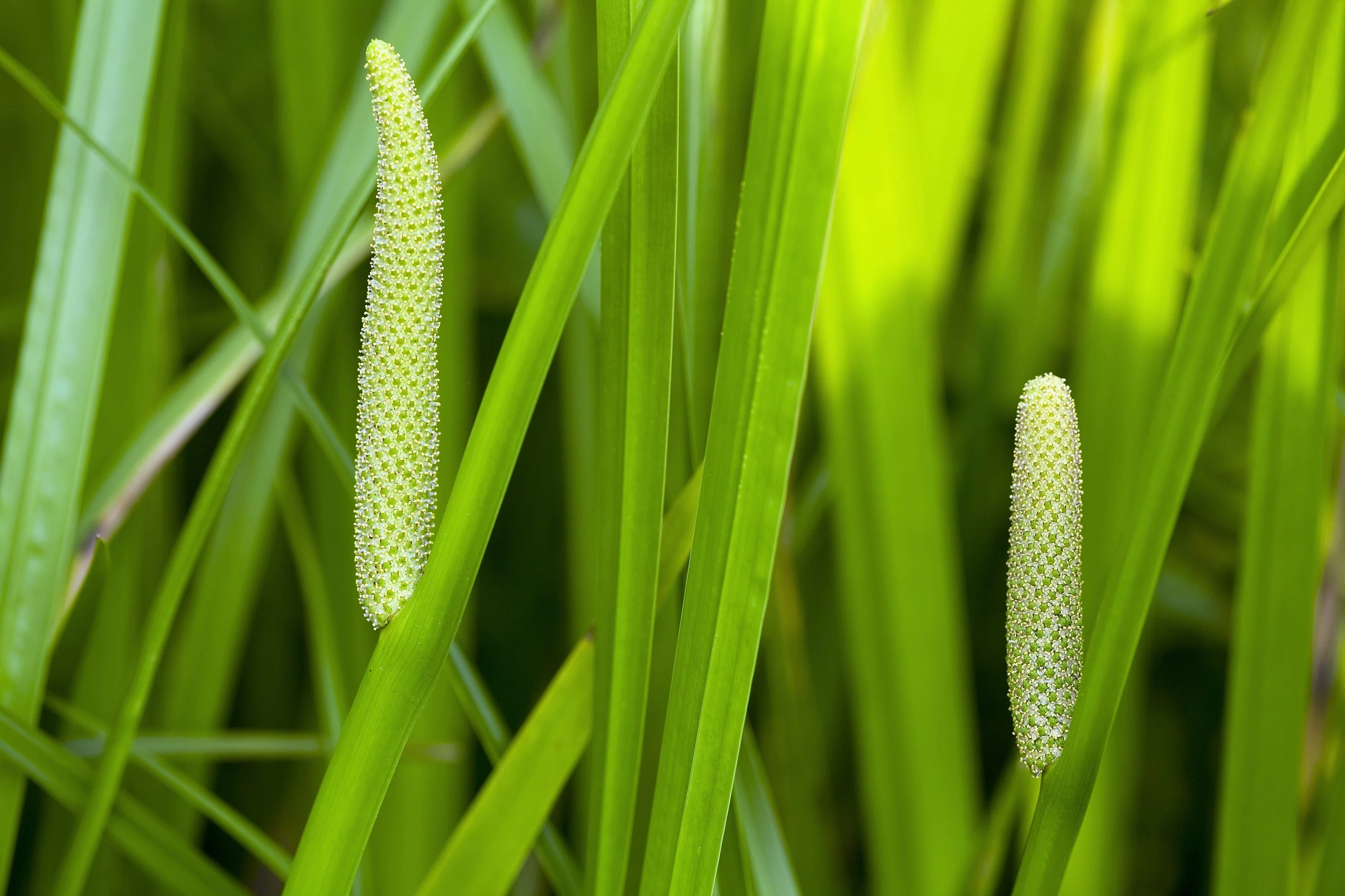 250 SWEET FLAG GRASS Wetland Pond Acorus Calamus Ornamental Seeds - Image 9
