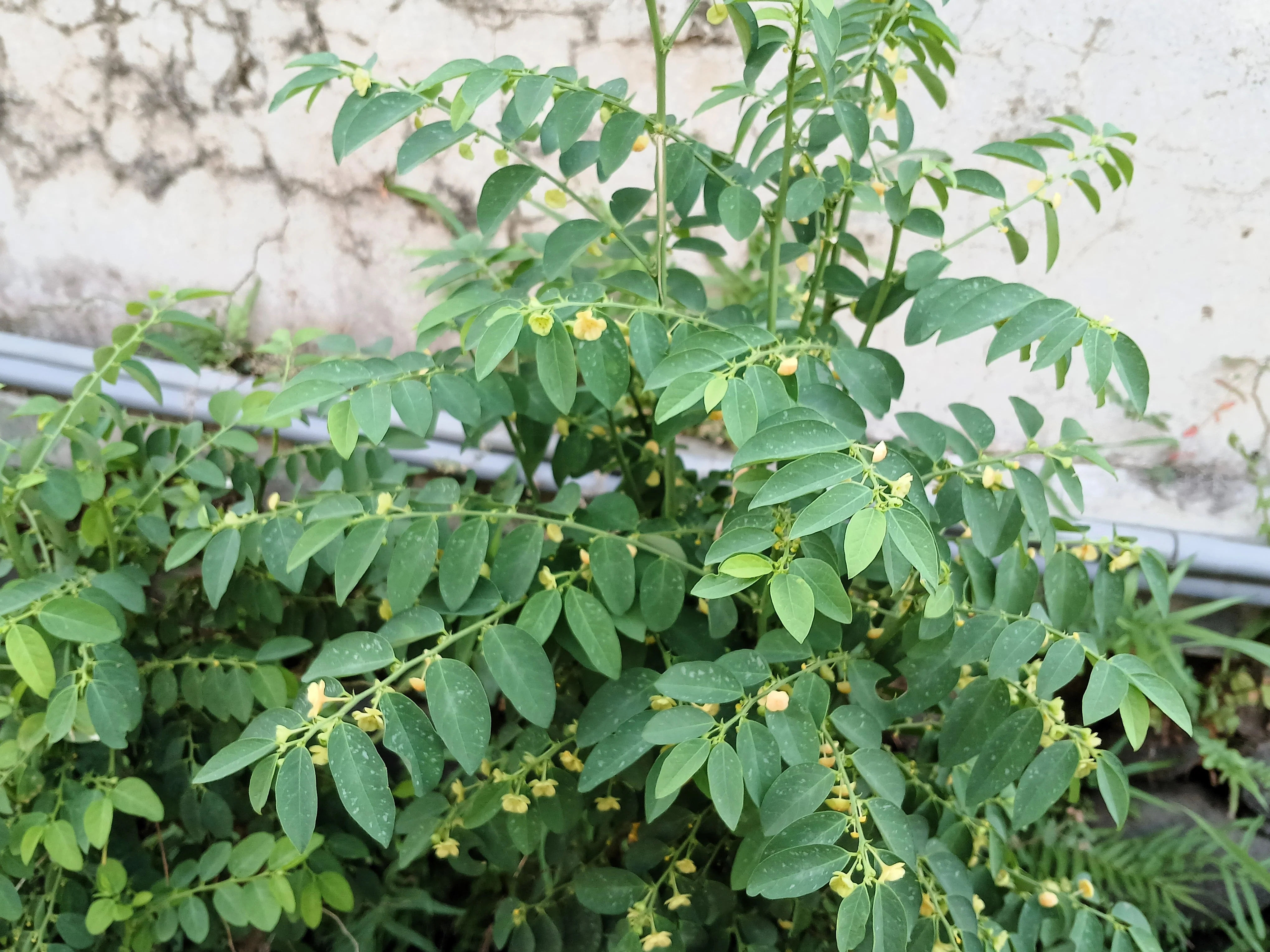 250 TREE TOBACCO Nicotiana Glauca Yellow Trumpet Flower Herb Shrub Seeds - Image 10