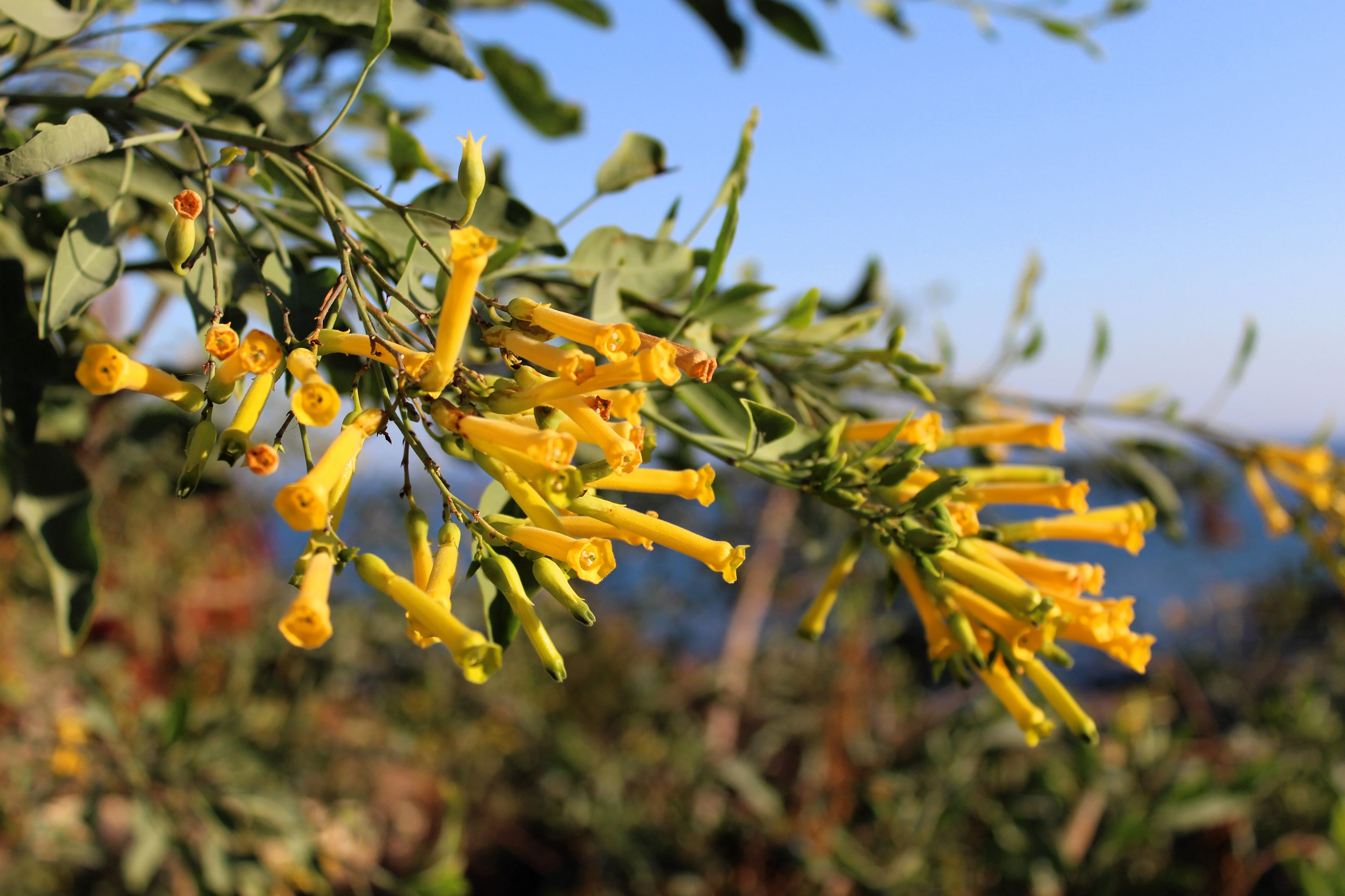250 TREE TOBACCO Nicotiana Glauca Yellow Trumpet Flower Herb Shrub Seeds - Image 2