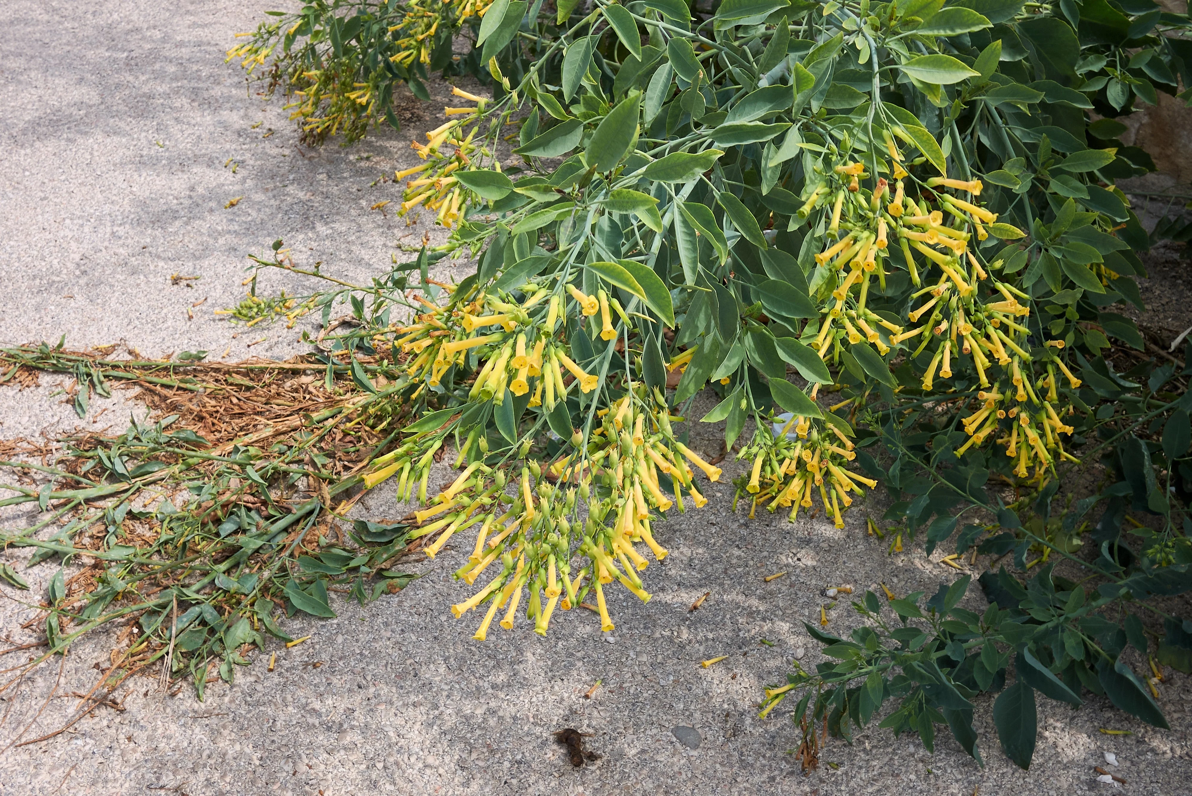 250 TREE TOBACCO Nicotiana Glauca Yellow Trumpet Flower Herb Shrub Seeds - Image 3