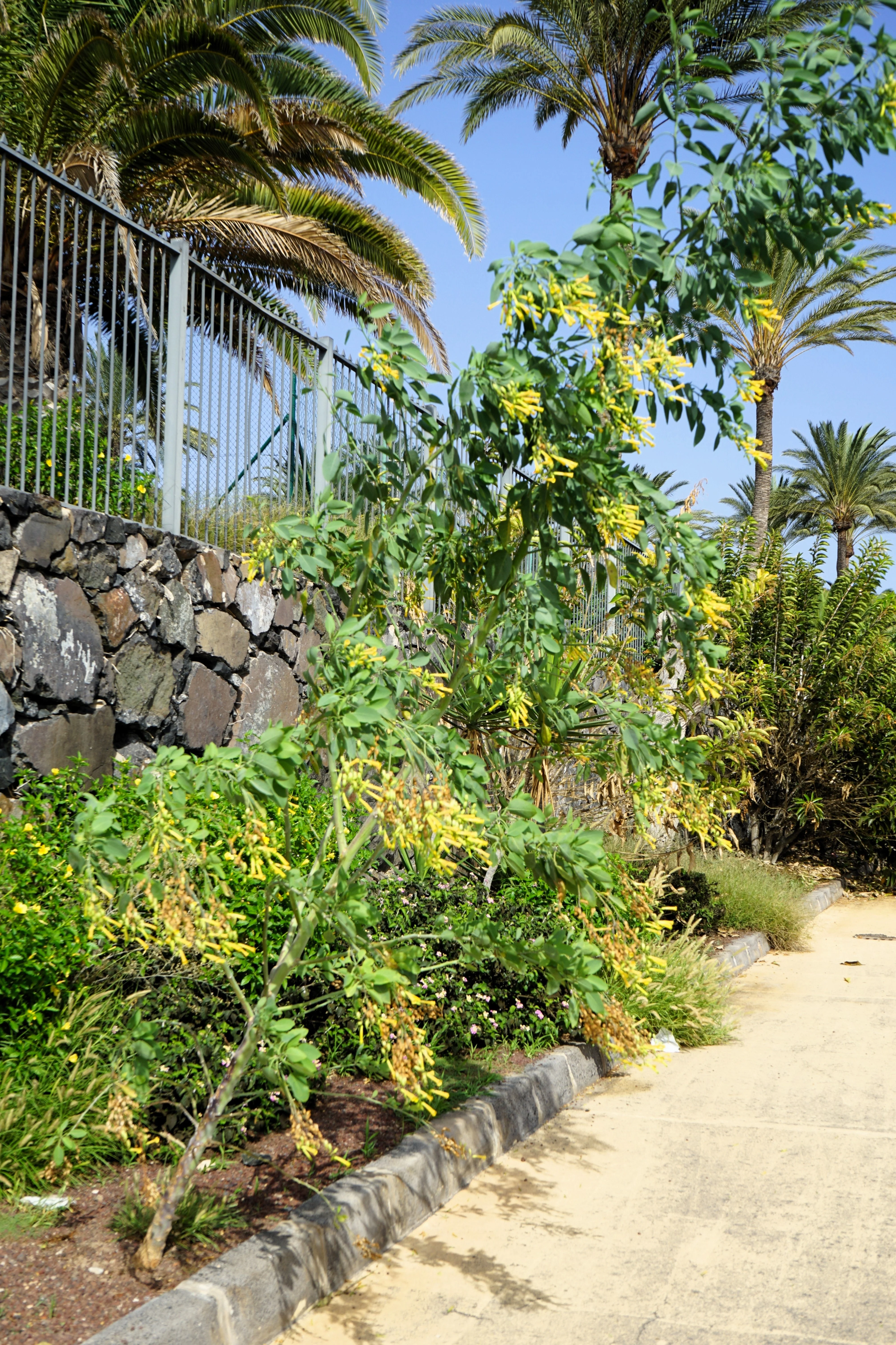 250 TREE TOBACCO Nicotiana Glauca Yellow Trumpet Flower Herb Shrub Seeds - Image 4