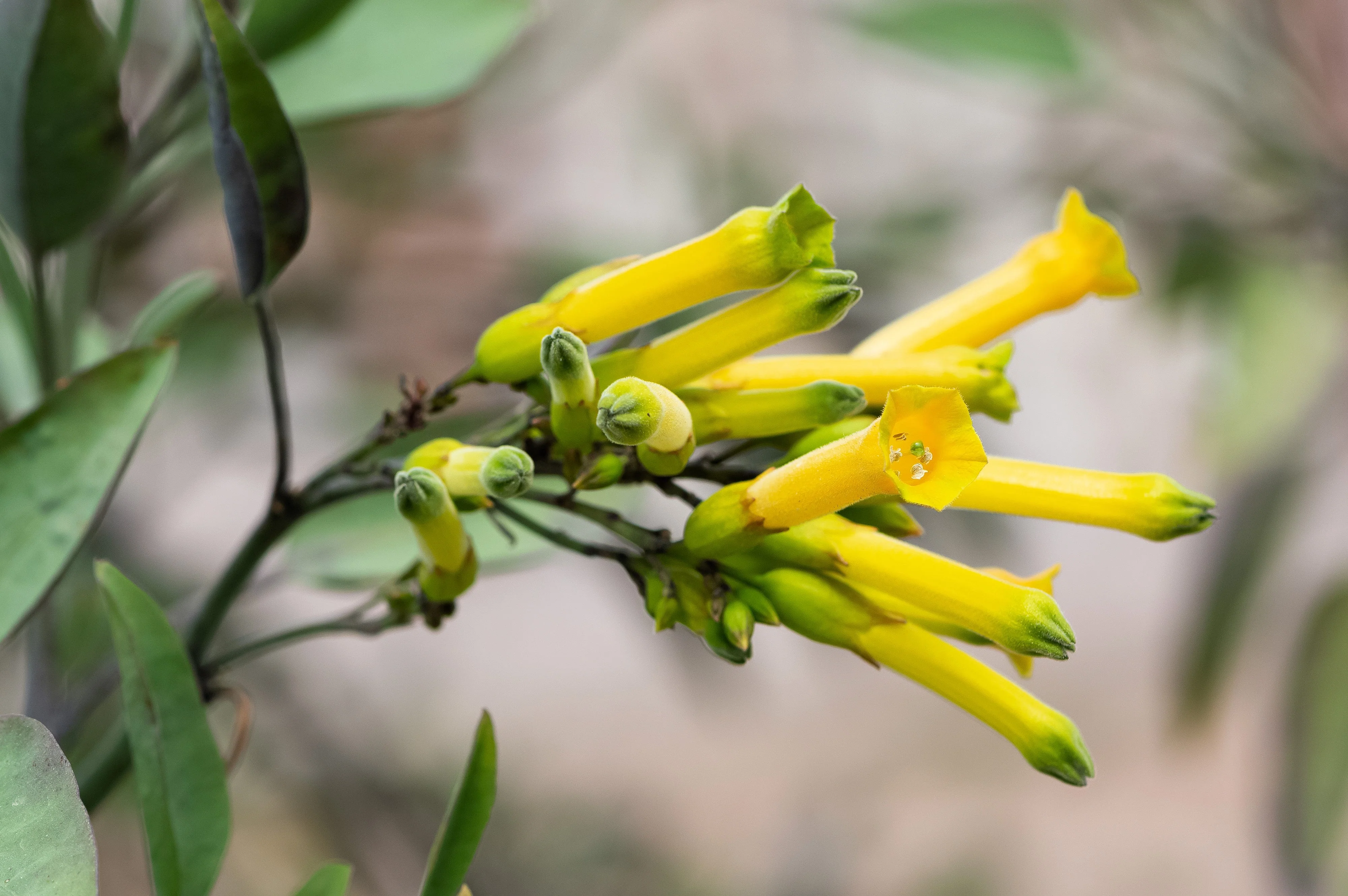 250 TREE TOBACCO Nicotiana Glauca Yellow Trumpet Flower Herb Shrub Seeds - Image 6