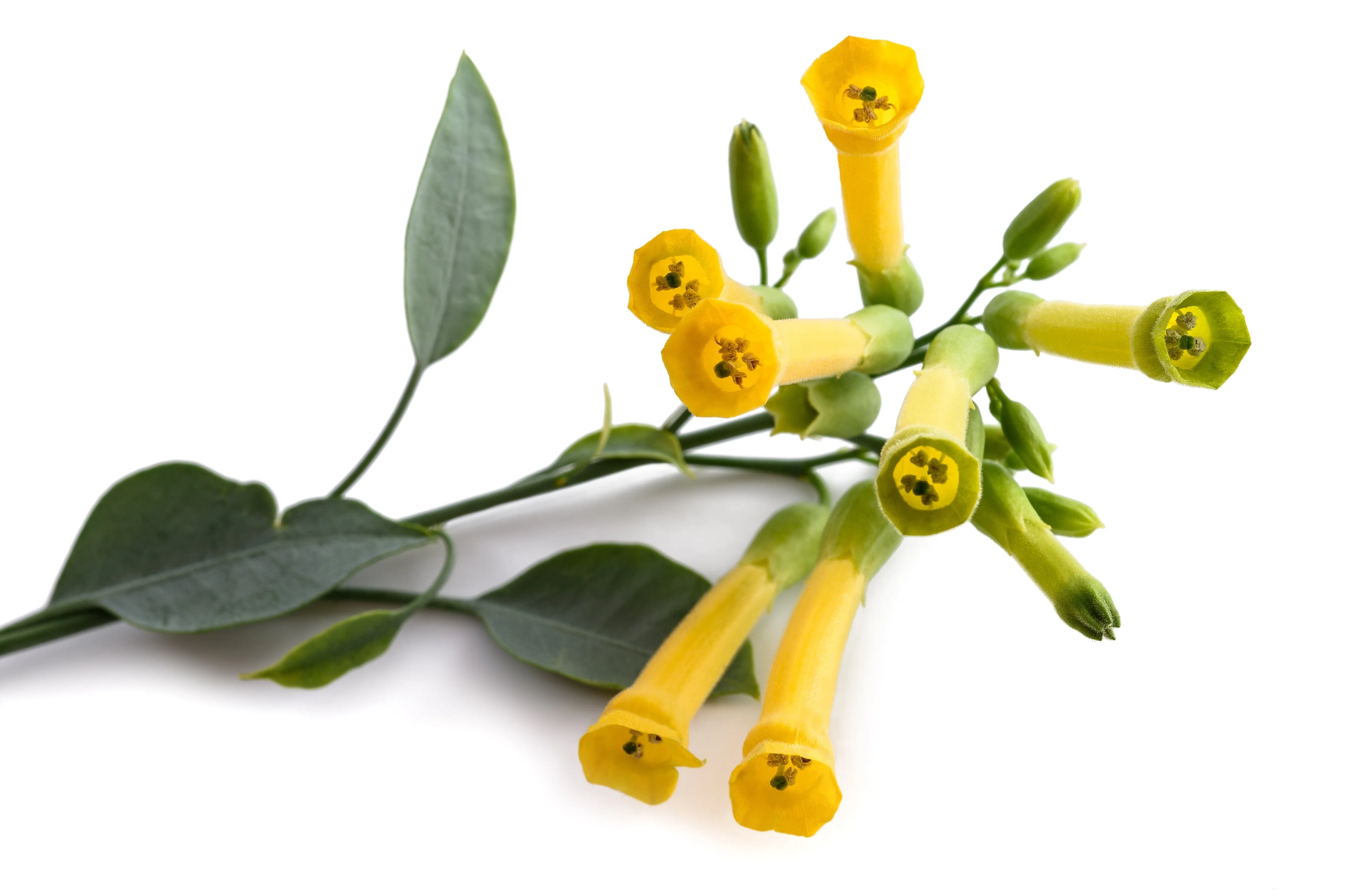 250 TREE TOBACCO Nicotiana Glauca Yellow Trumpet Flower Herb Shrub Seeds - Image 7