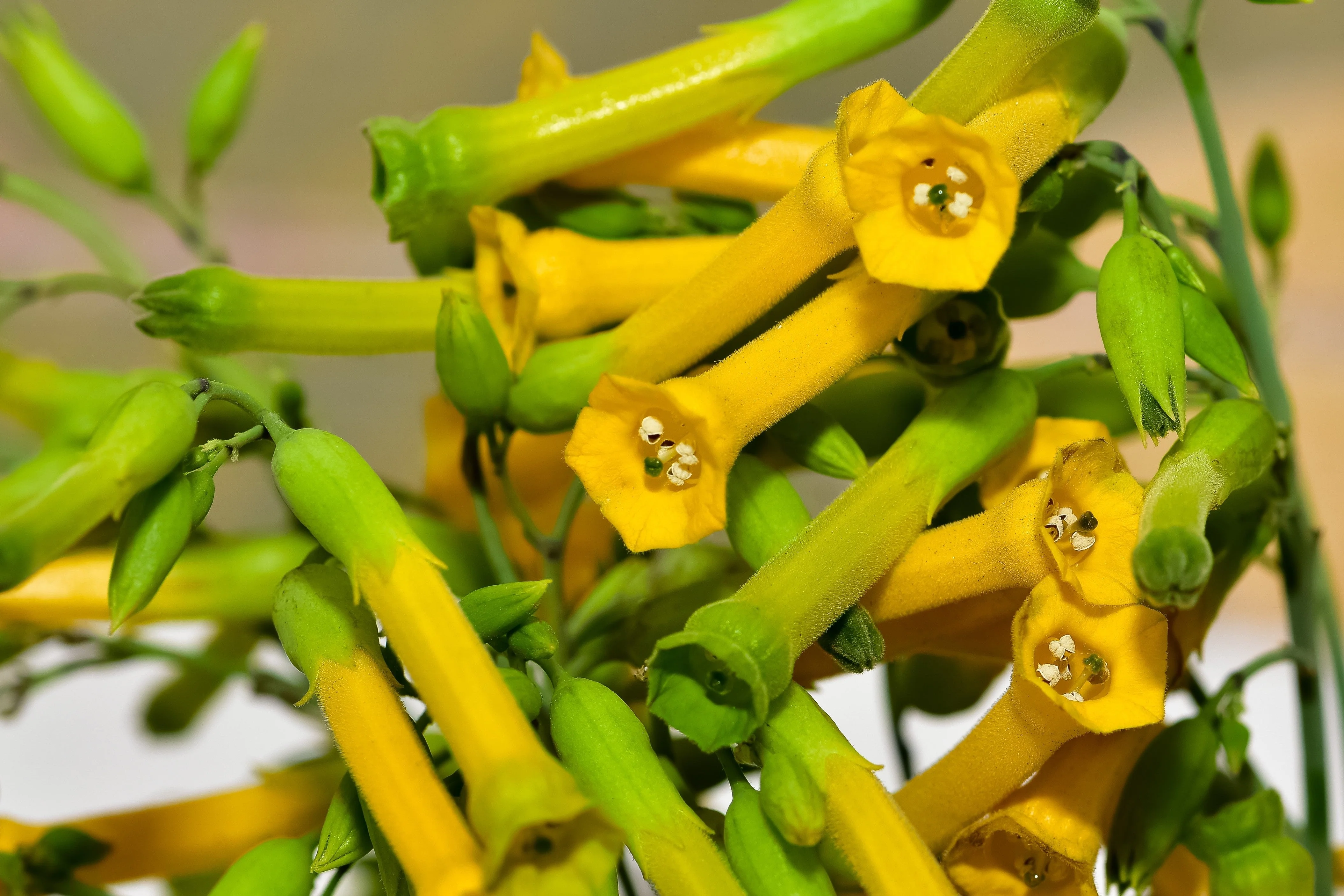 250 TREE TOBACCO Nicotiana Glauca Yellow Trumpet Flower Herb Shrub Seeds - Image 8
