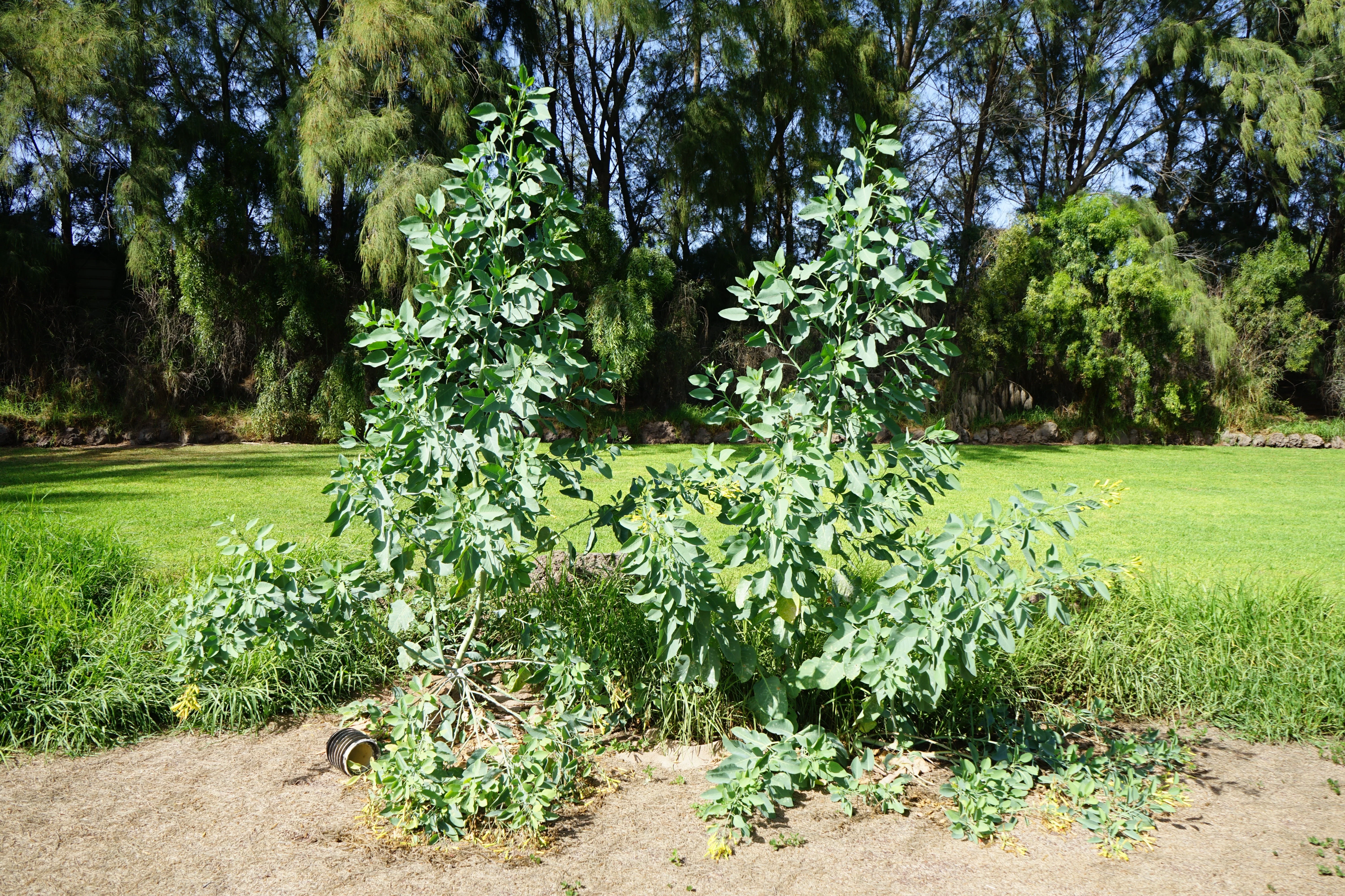 250 TREE TOBACCO Nicotiana Glauca Yellow Trumpet Flower Herb Shrub Seeds - Image 9