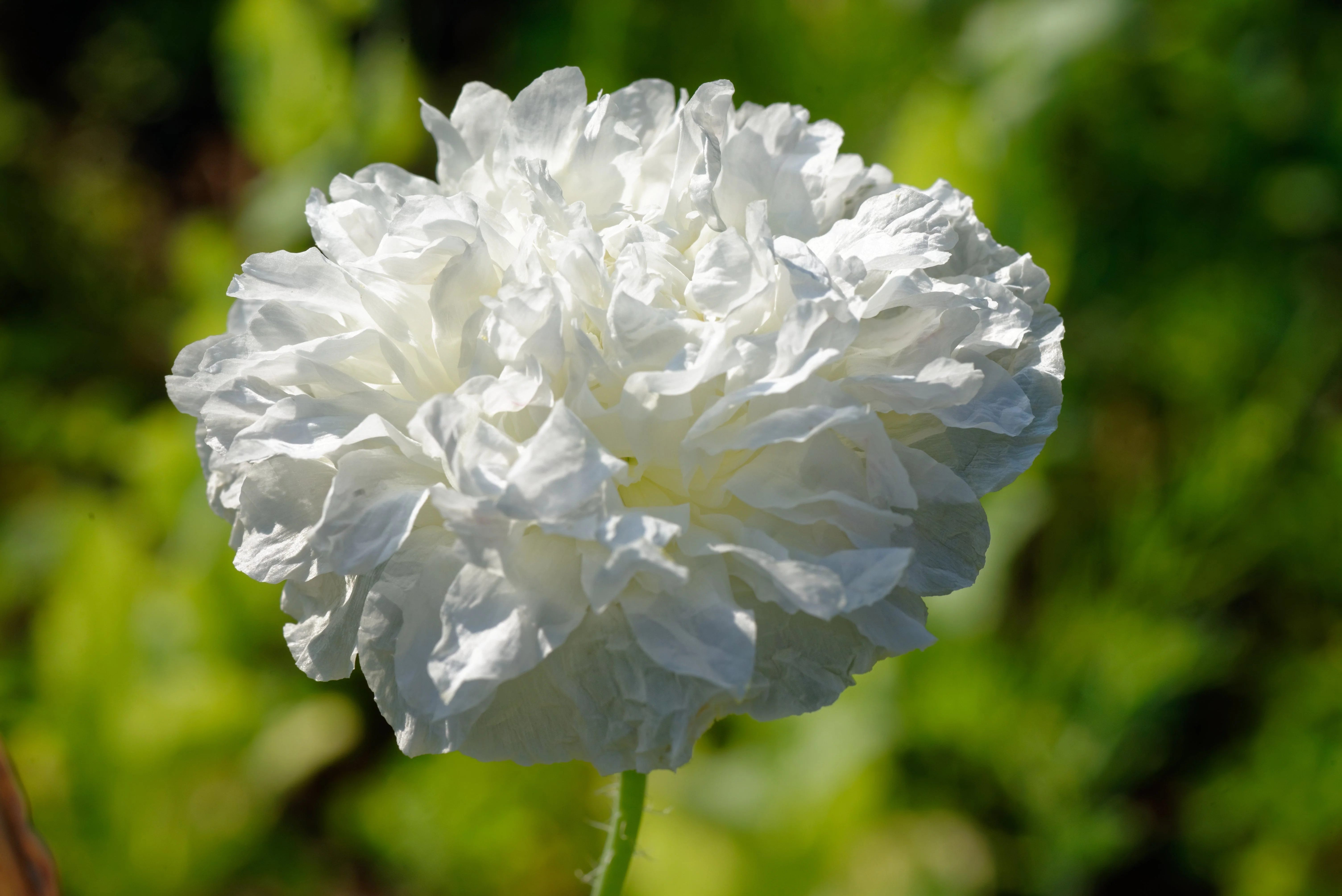 250 WHITE Cloud PEONY POPPY Papaver Peoniflorum Flower Seeds - Image 2