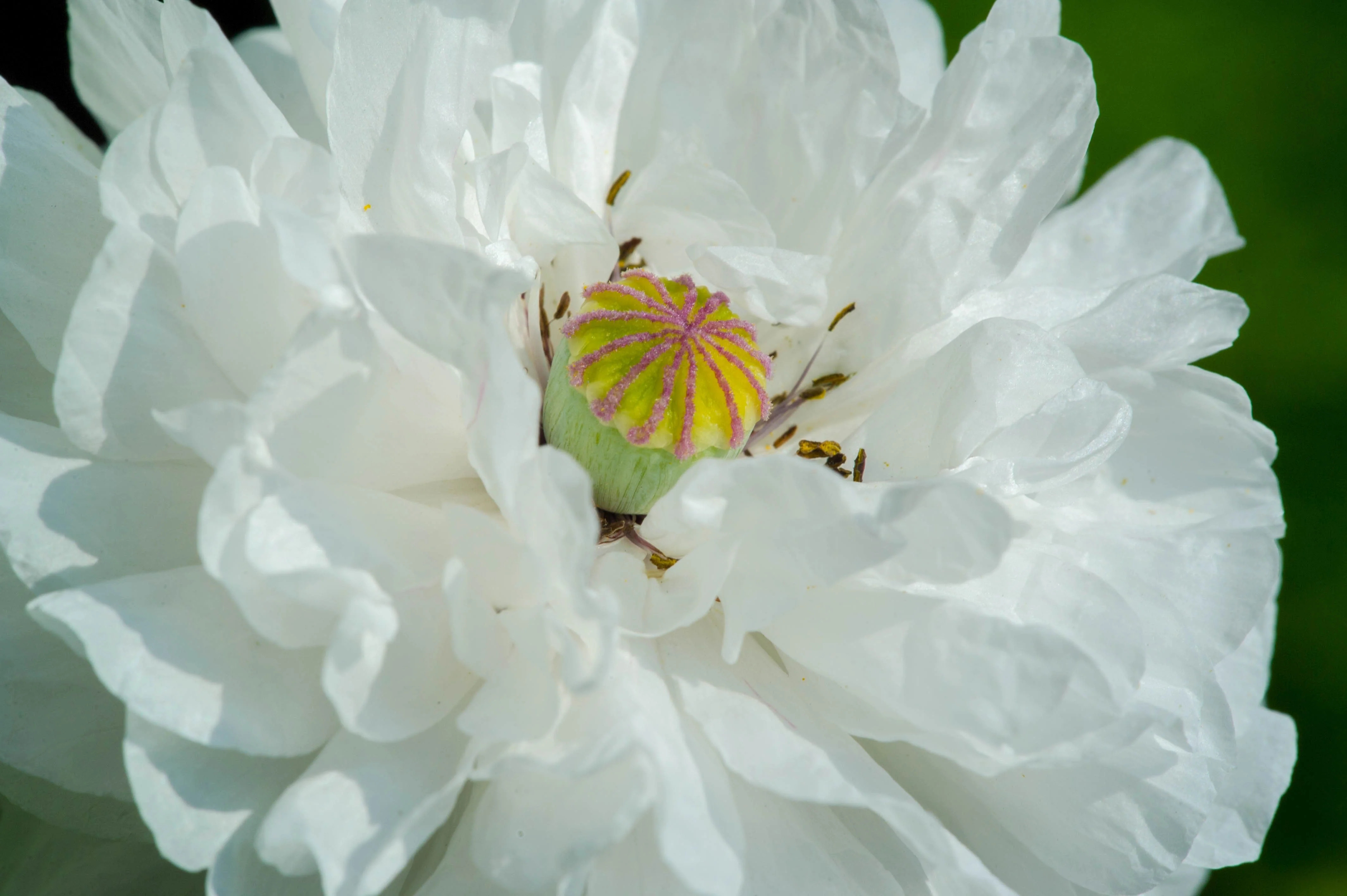 250 WHITE Cloud PEONY POPPY Papaver Peoniflorum Flower Seeds - Image 3