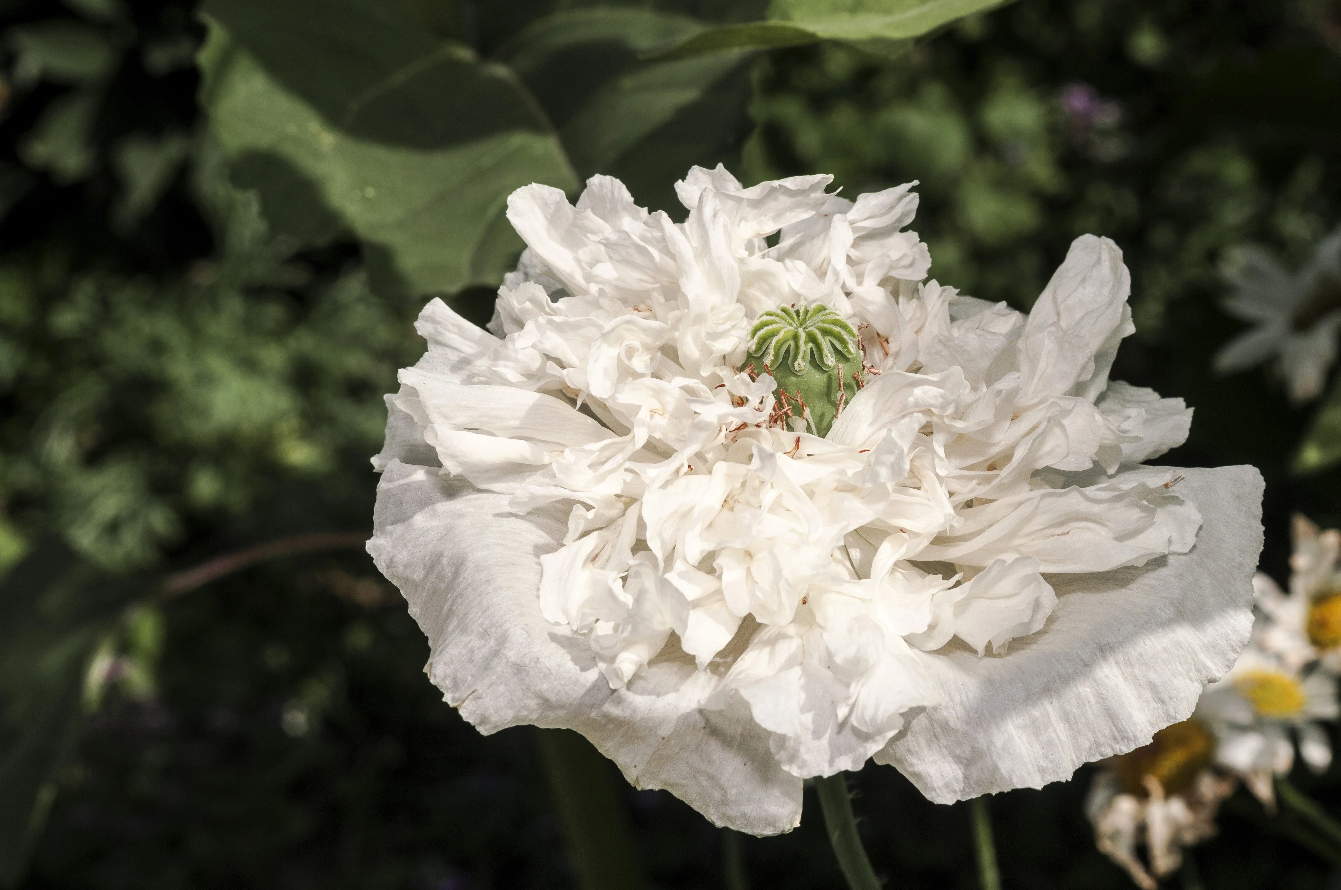 250 WHITE Cloud PEONY POPPY Papaver Peoniflorum Flower Seeds - Image 4