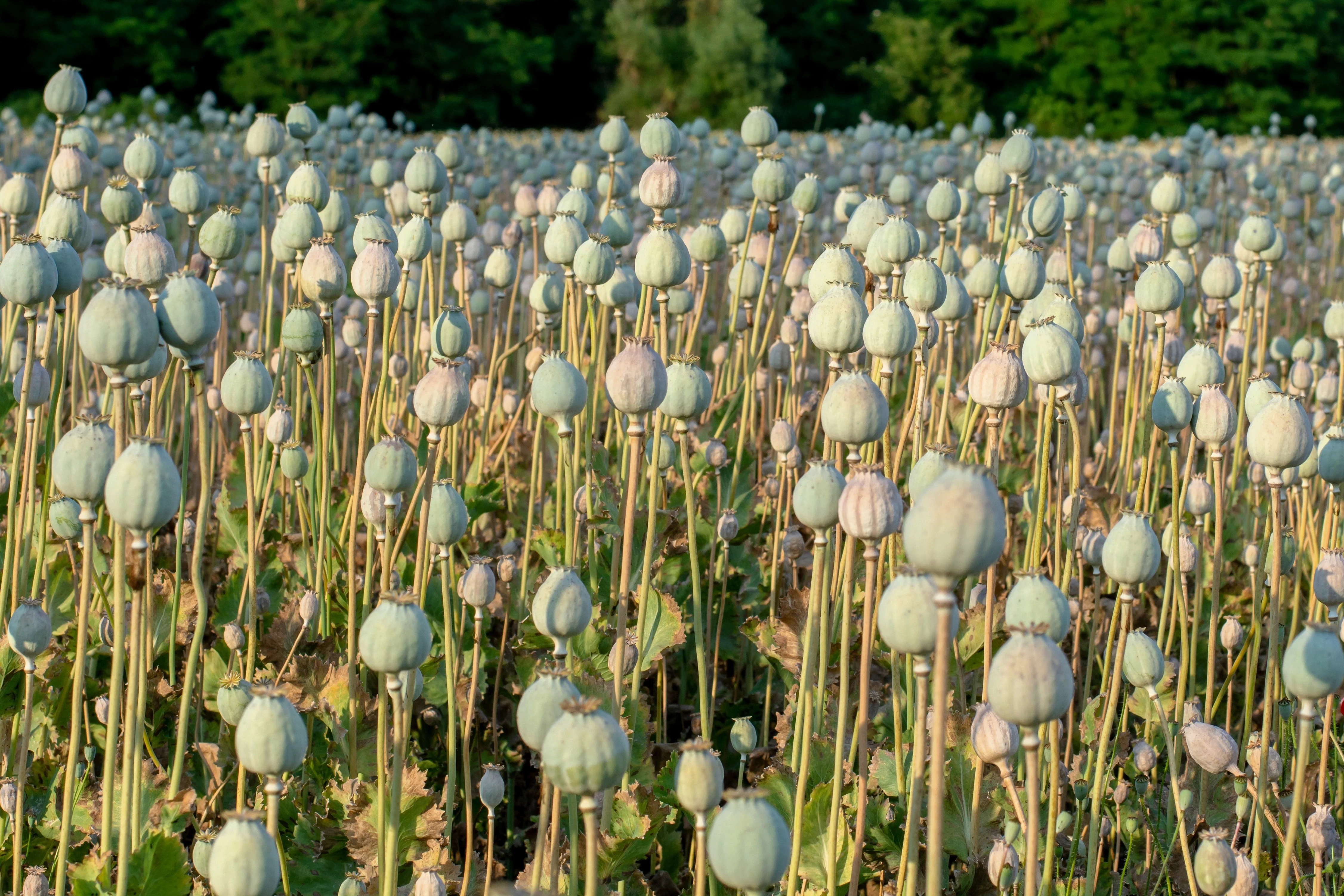 250 WHITE Cloud PEONY POPPY Papaver Peoniflorum Flower Seeds - Image 5