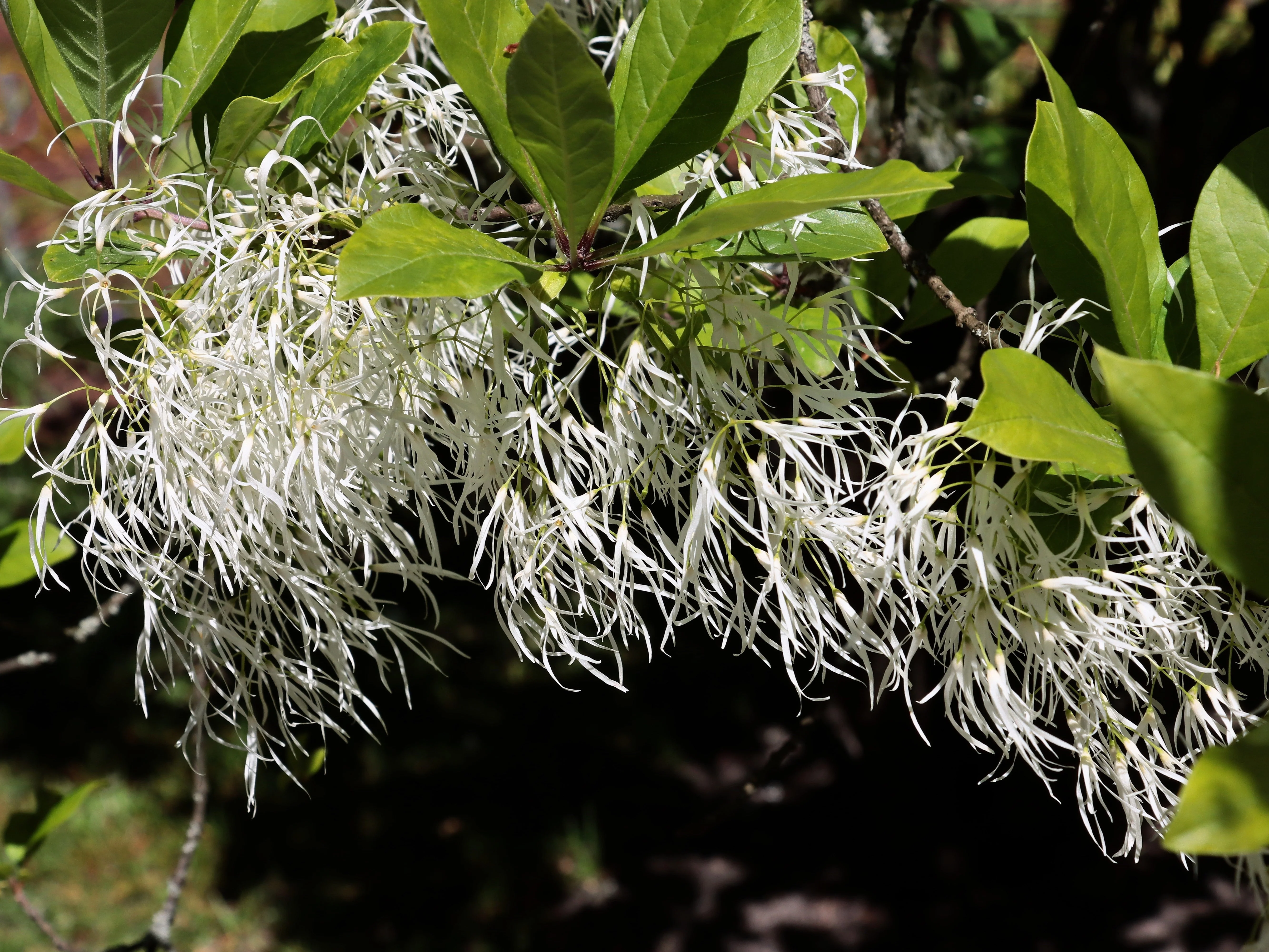 3 FRINGE TREE Chionanthus Virginicus Old Man's Beard White Flower Seeds - Image 10