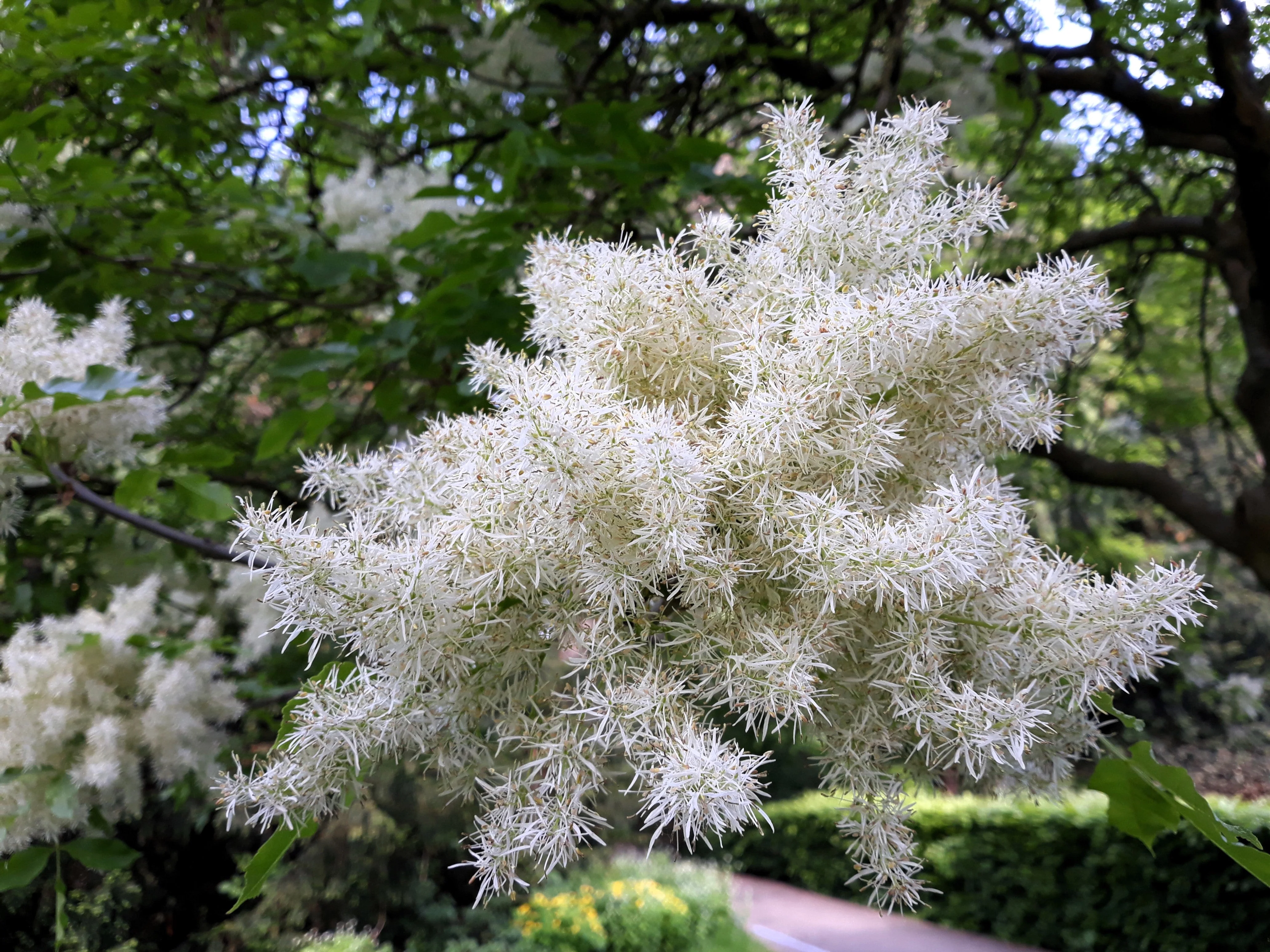 3 FRINGE TREE Chionanthus Virginicus Old Man's Beard White Flower Seeds - Image 11