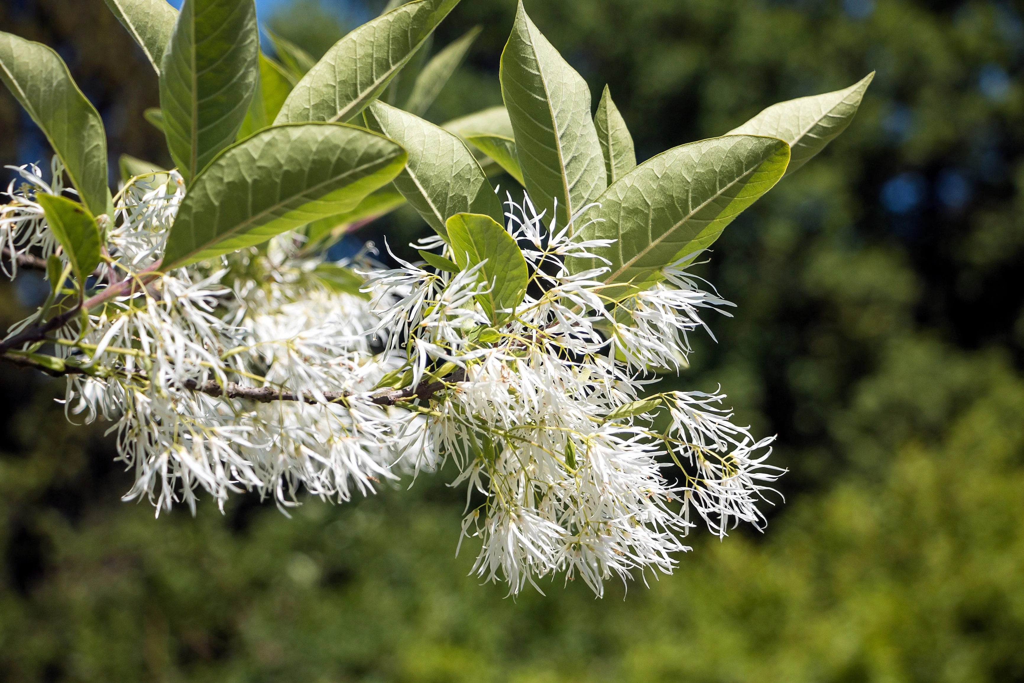 3 FRINGE TREE Chionanthus Virginicus Old Man's Beard White Flower Seeds - Image 12