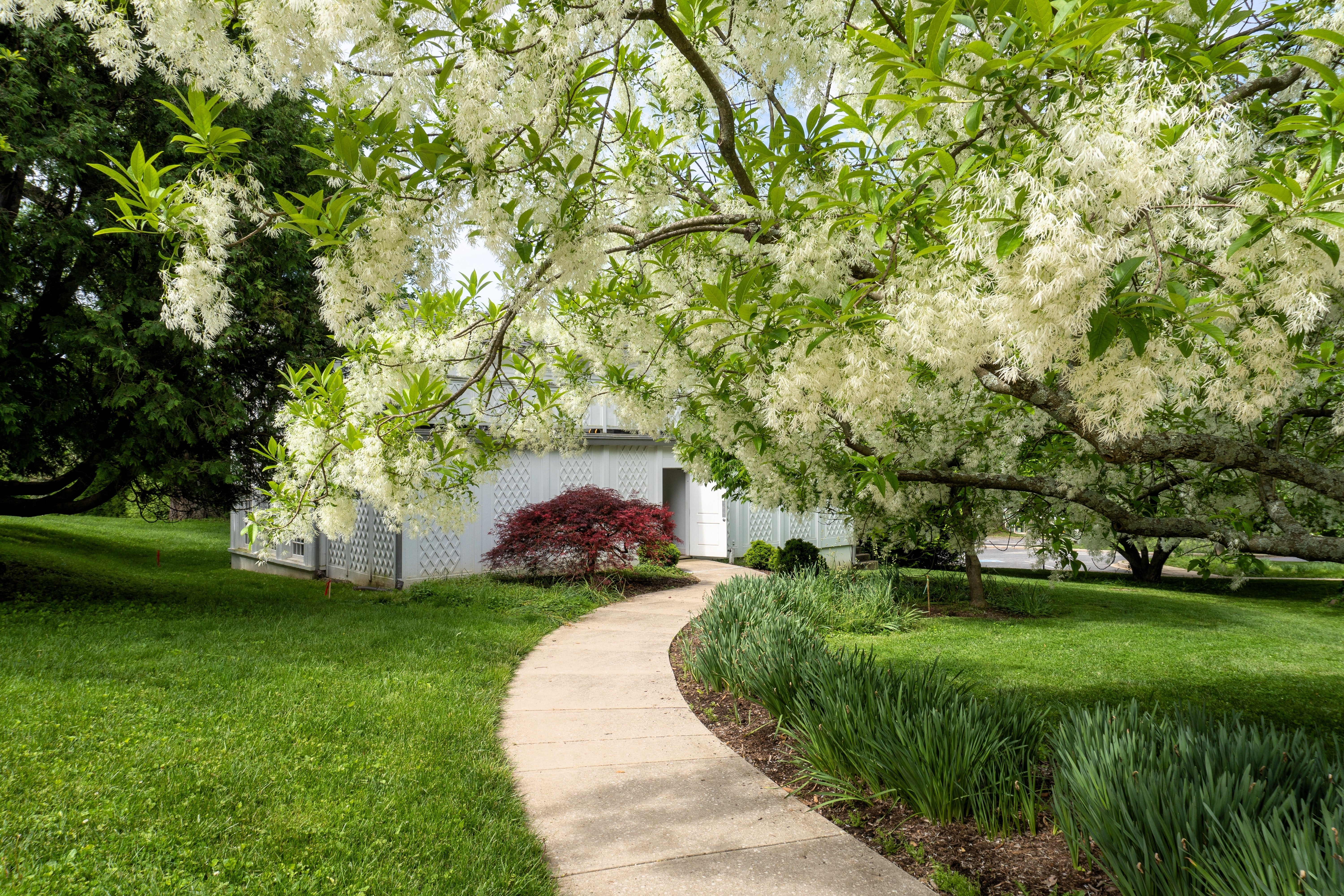 3 FRINGE TREE Chionanthus Virginicus Old Man's Beard White Flower Seeds - Image 13