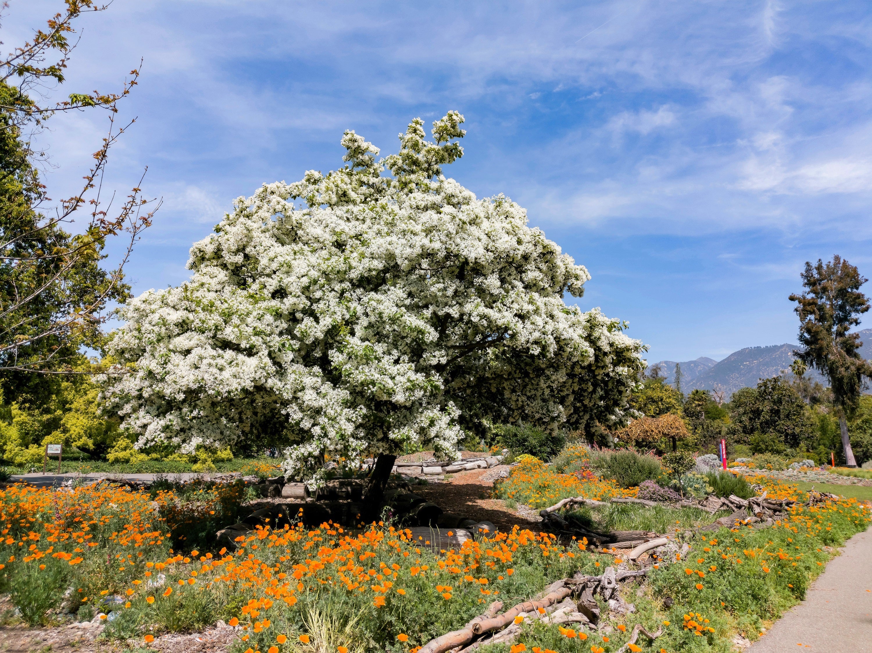3 FRINGE TREE Chionanthus Virginicus Old Man's Beard White Flower Seeds - Image 2
