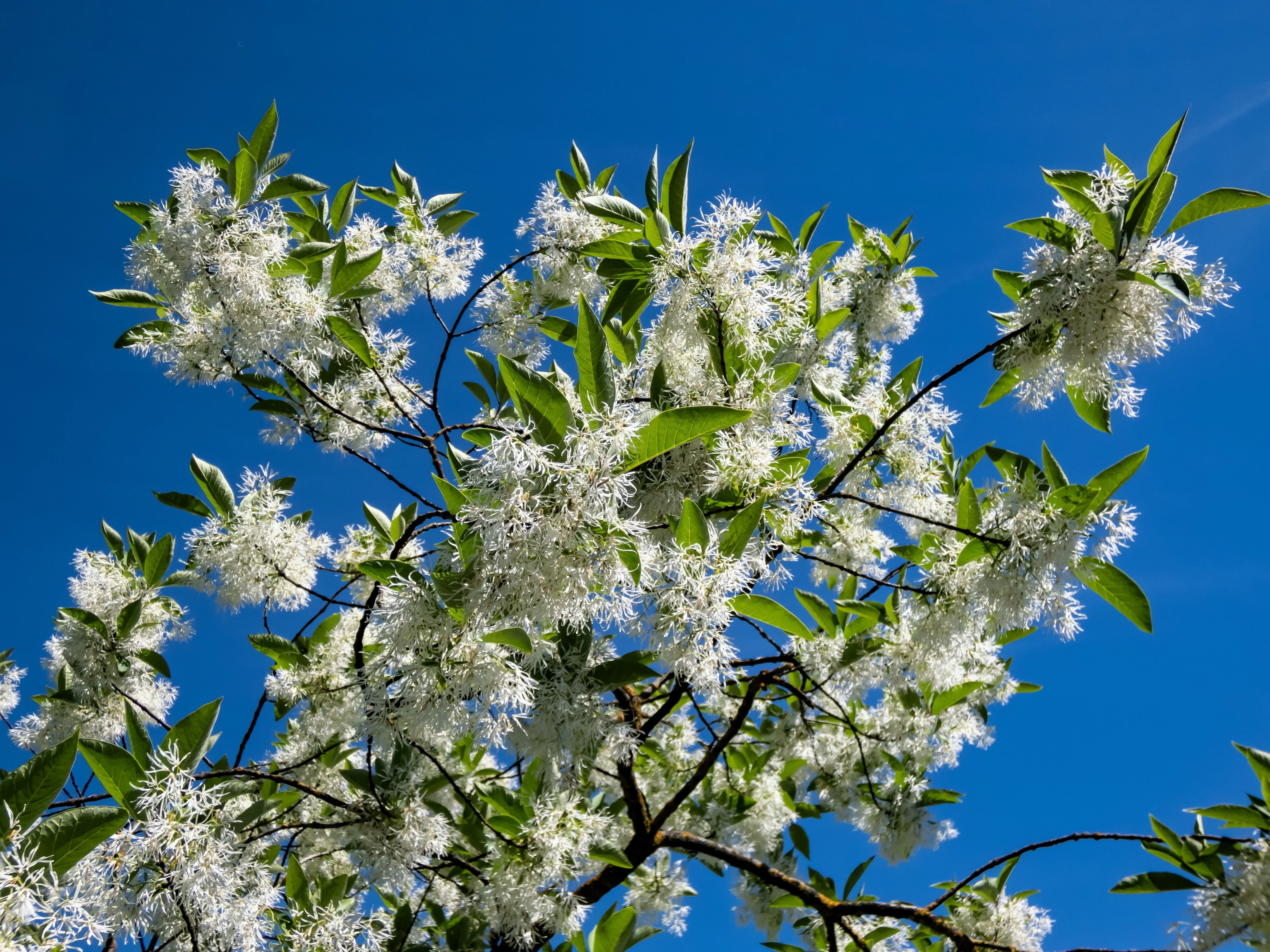3 FRINGE TREE Chionanthus Virginicus Old Man's Beard White Flower Seeds - Image 3
