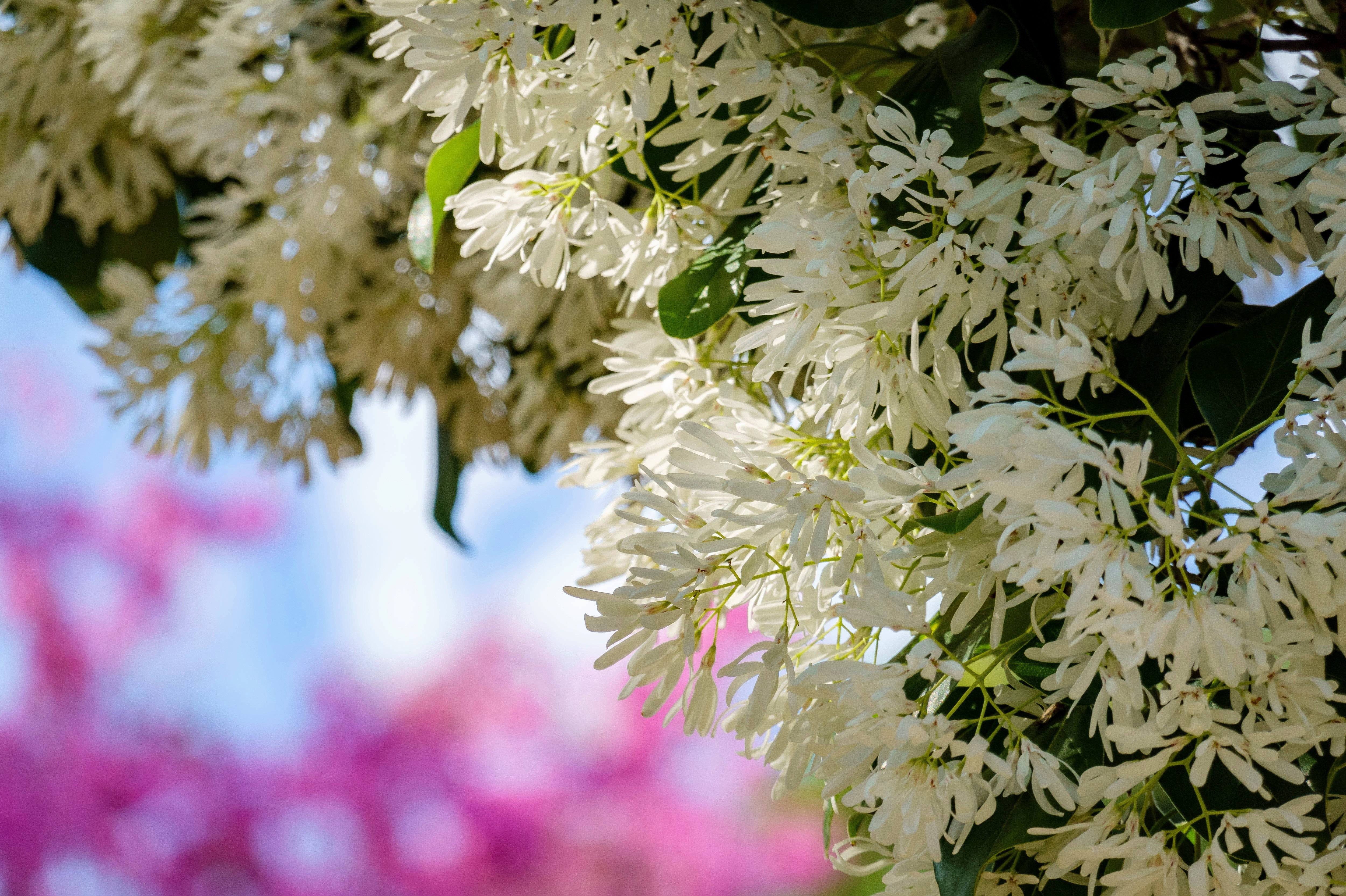 3 FRINGE TREE Chionanthus Virginicus Old Man's Beard White Flower Seeds - Image 4
