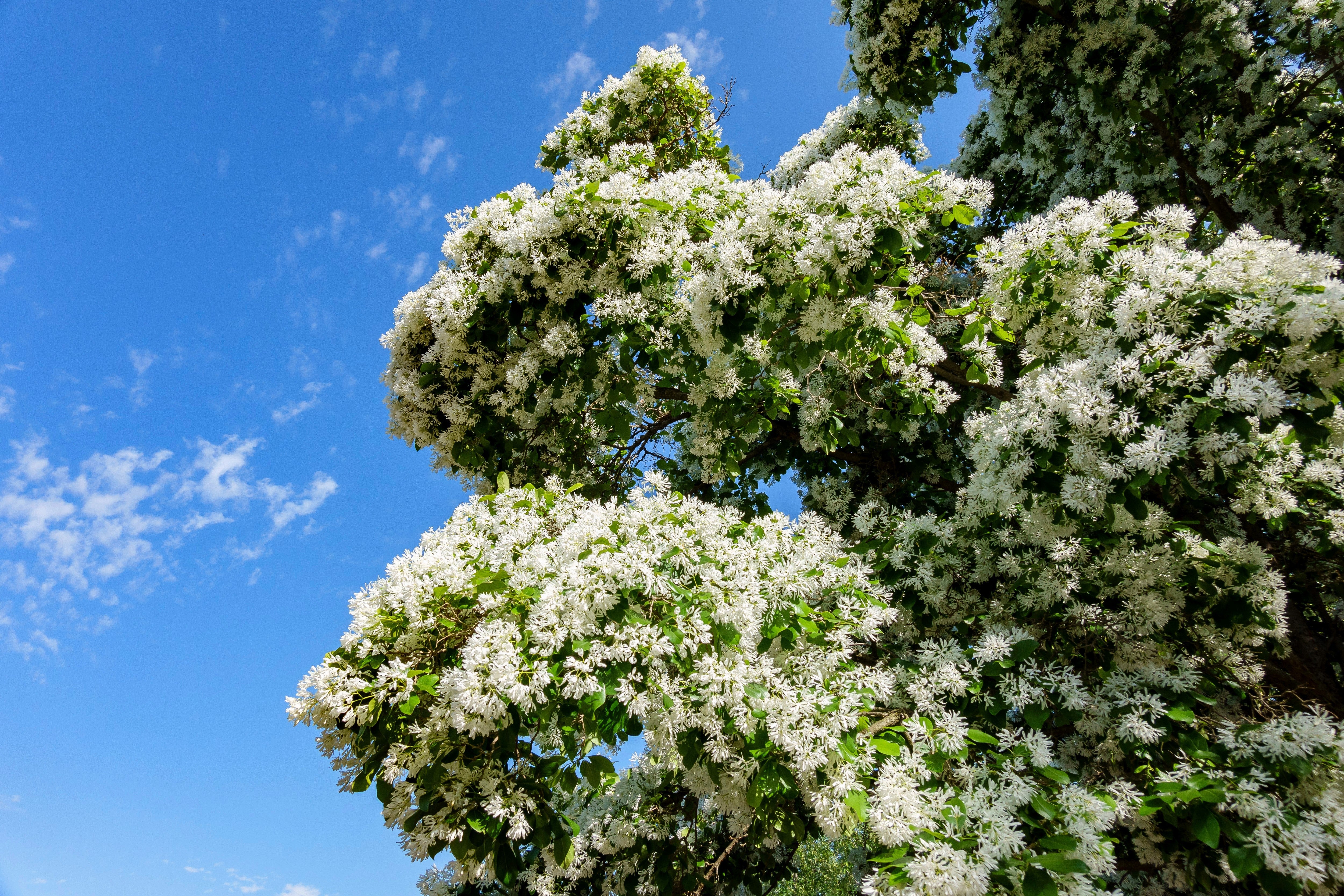 3 FRINGE TREE Chionanthus Virginicus Old Man's Beard White Flower Seeds - Image 5