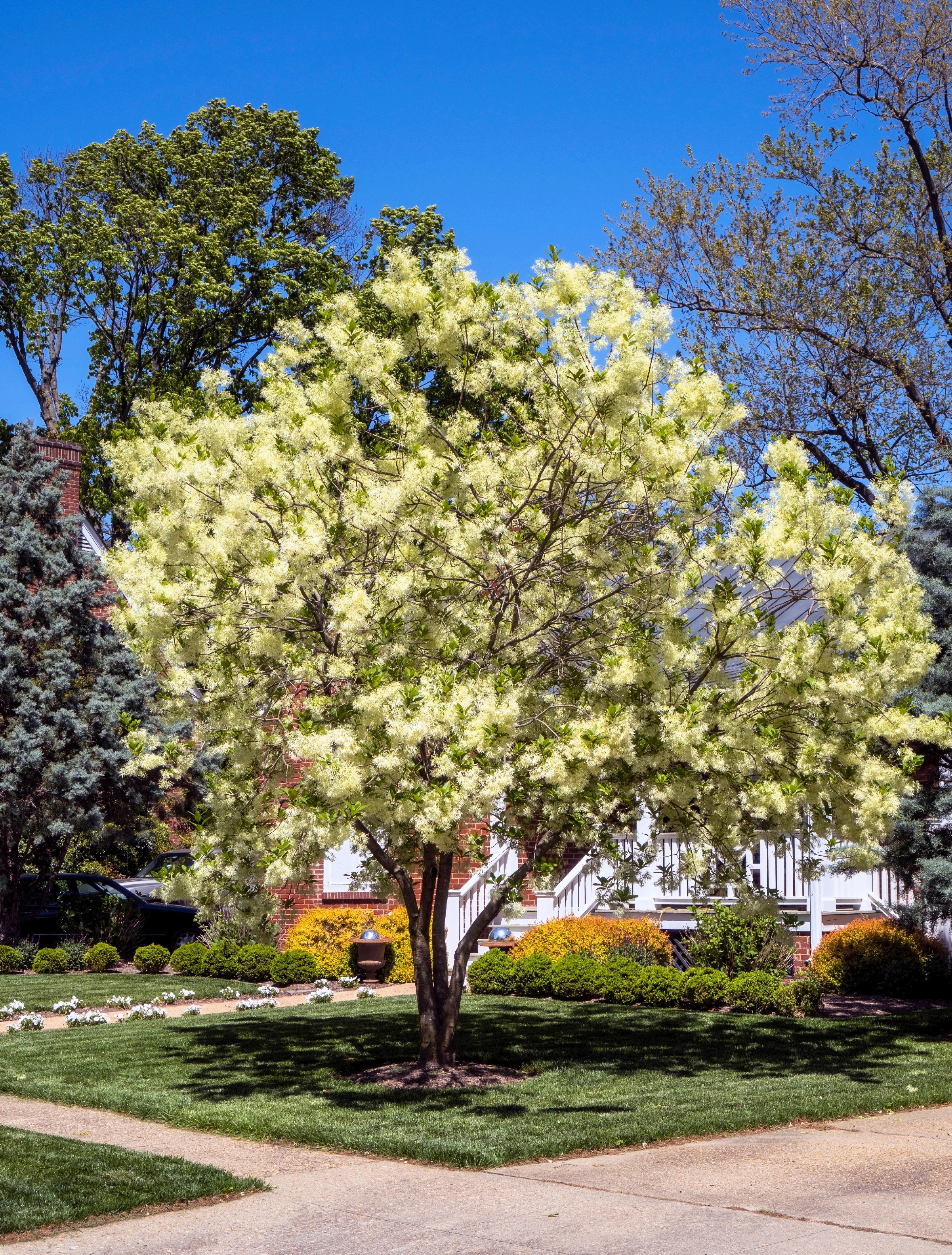3 FRINGE TREE Chionanthus Virginicus Old Man's Beard White Flower Seeds - Image 6