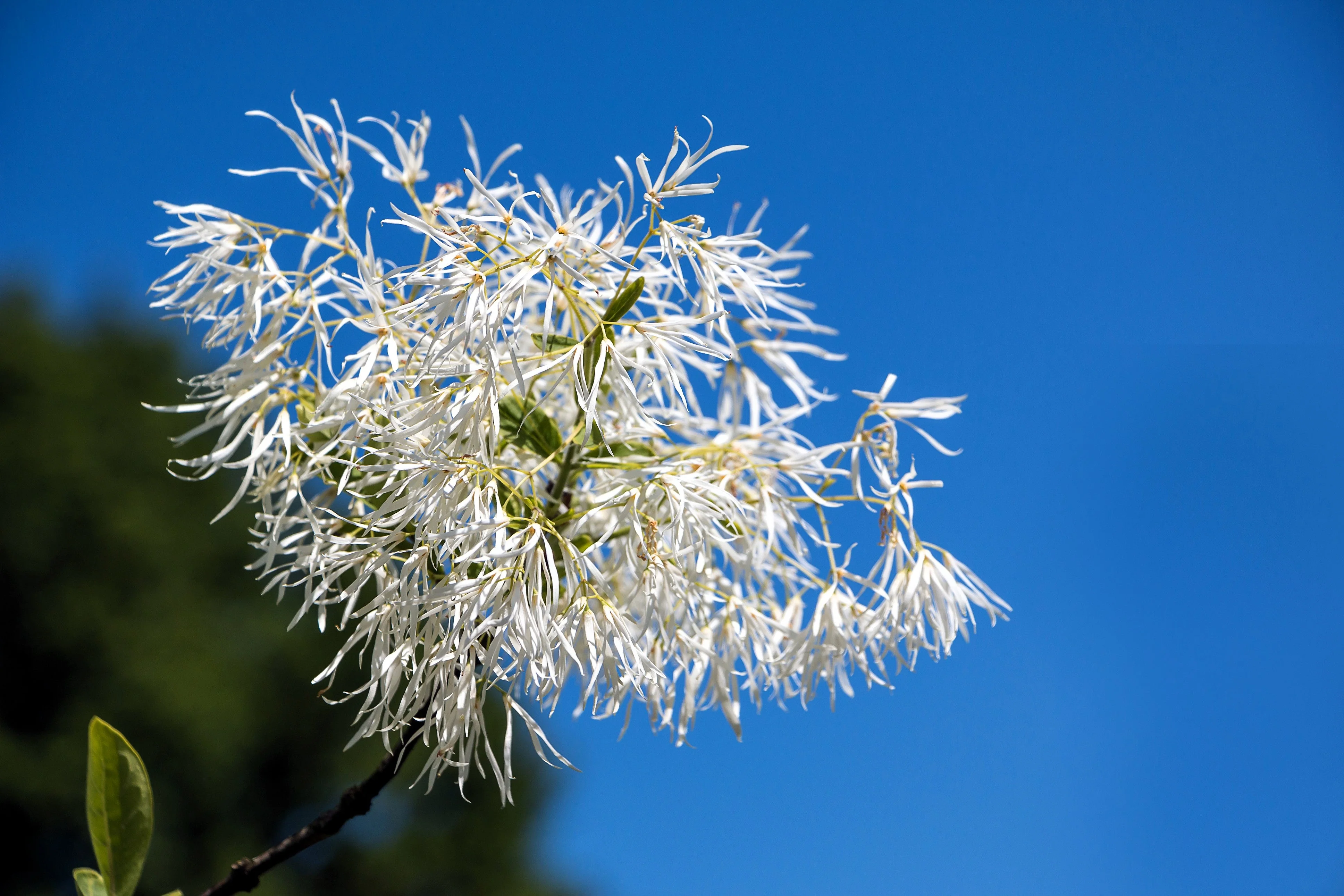 3 FRINGE TREE Chionanthus Virginicus Old Man's Beard White Flower Seeds - Image 8