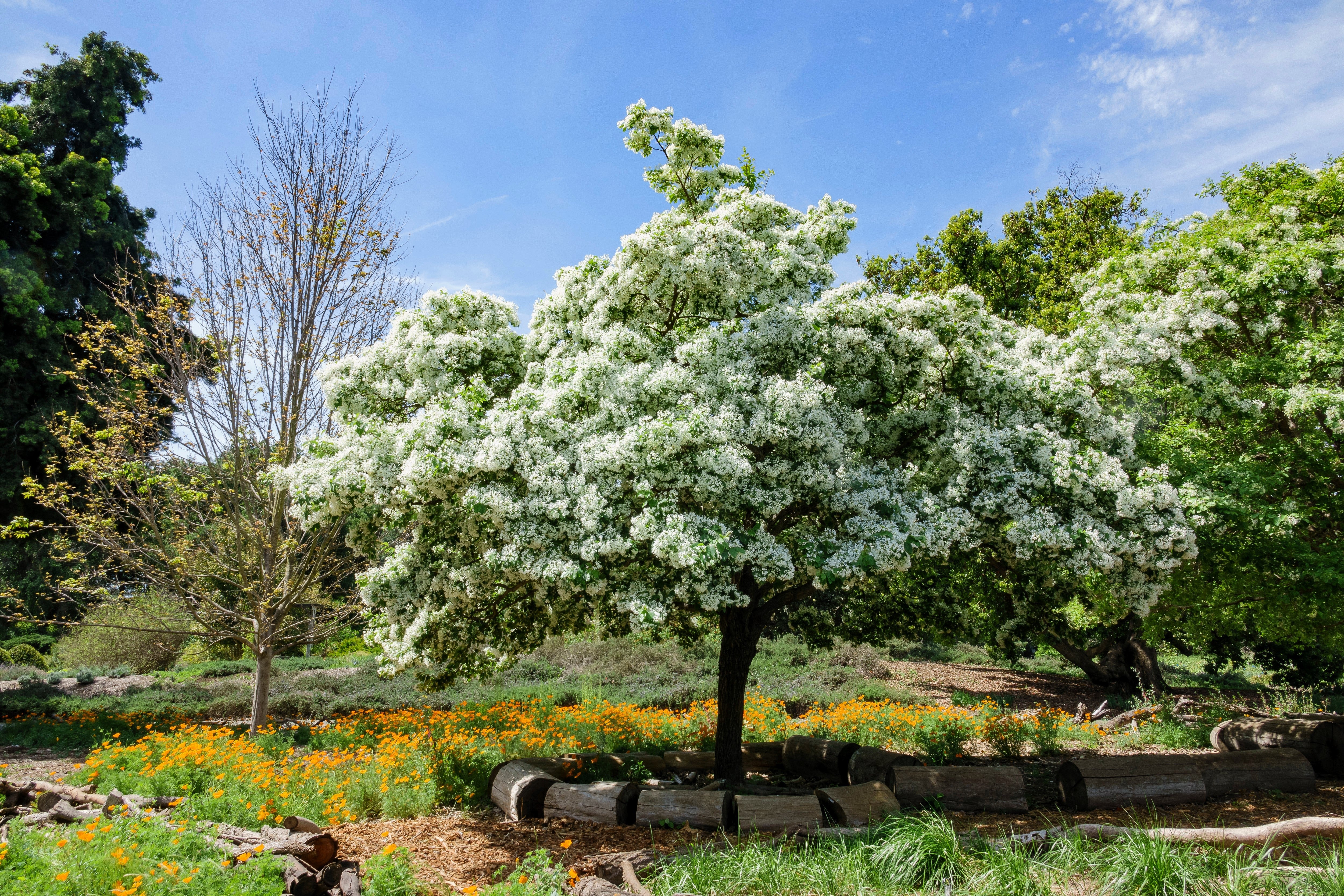 3 FRINGE TREE Chionanthus Virginicus Old Man's Beard White Flower Seeds - Image 9