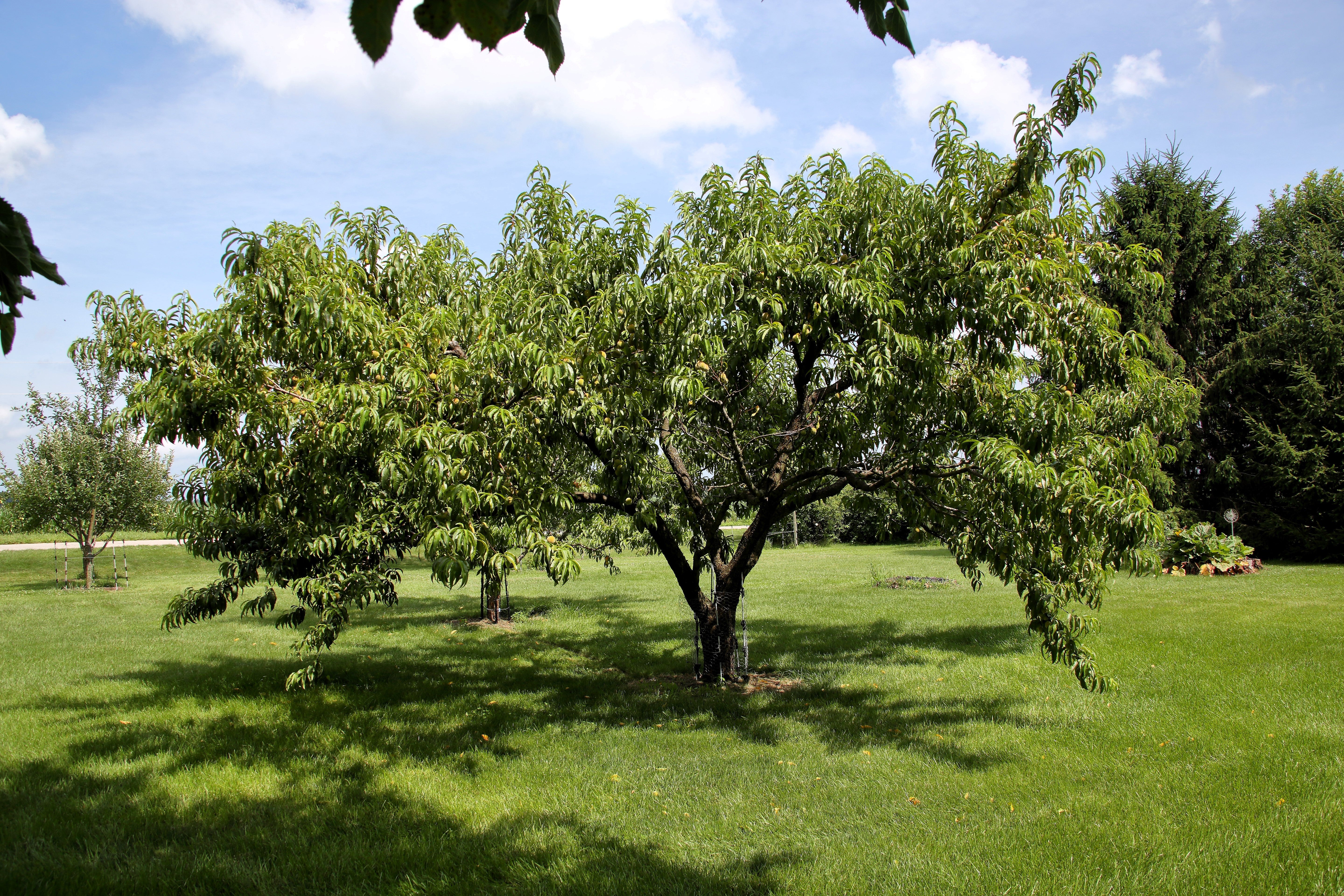 3 NEMAGUARD PEACH TREE Prunus Persica Fruit Pink Flower Seeds - Image 10