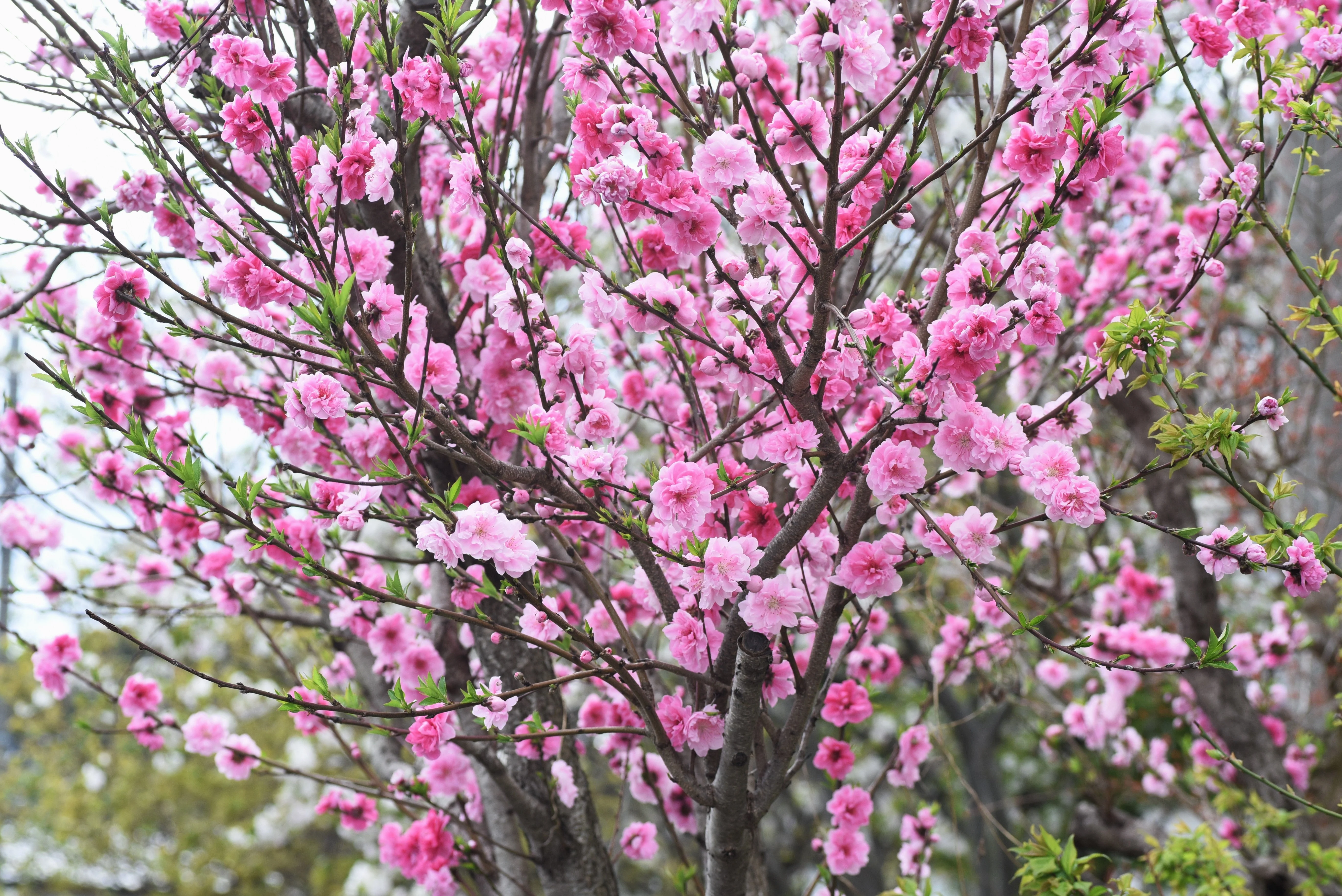 3 NEMAGUARD PEACH TREE Prunus Persica Fruit Pink Flower Seeds - Image 2