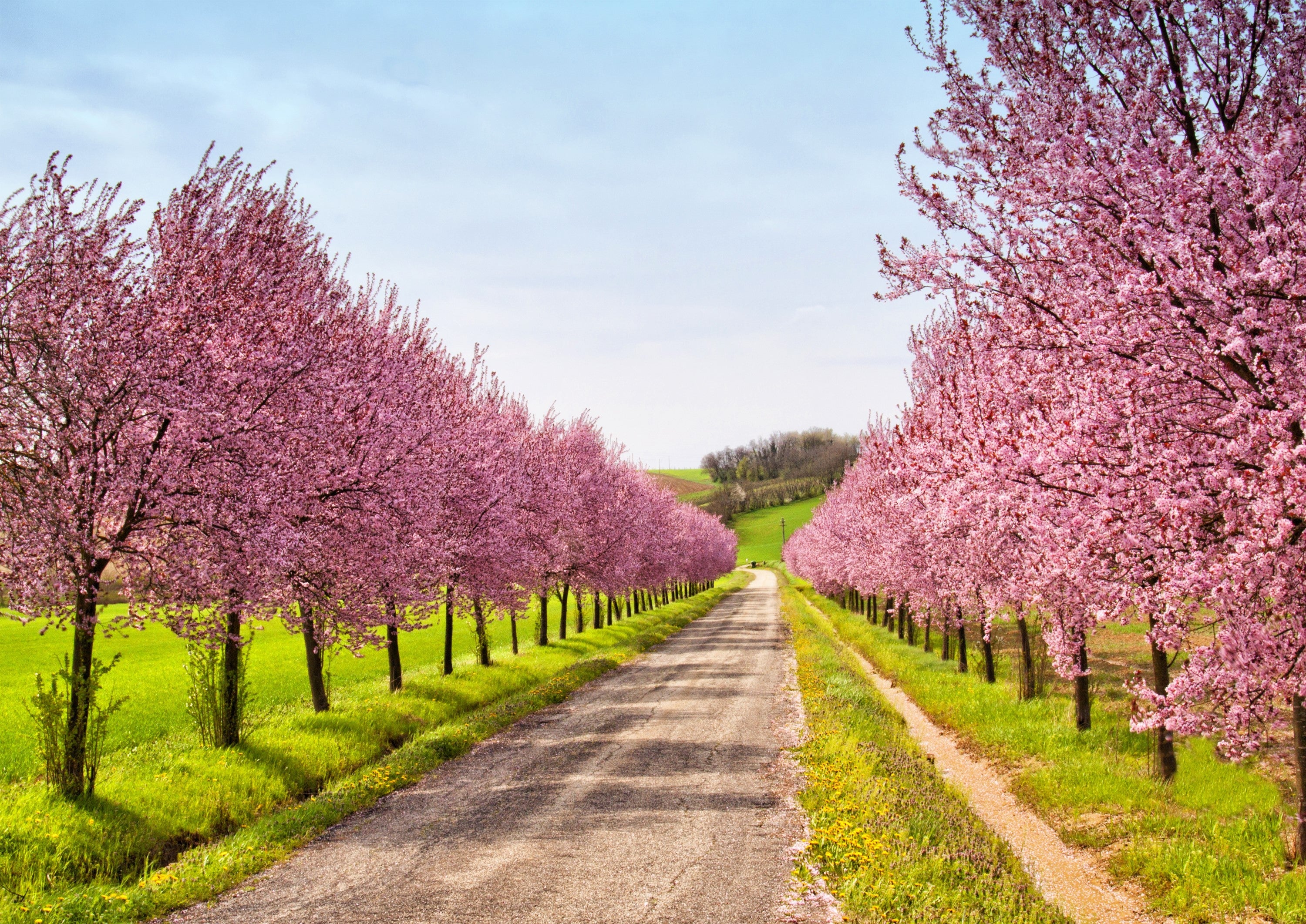 3 NEMAGUARD PEACH TREE Prunus Persica Fruit Pink Flower Seeds - Image 3