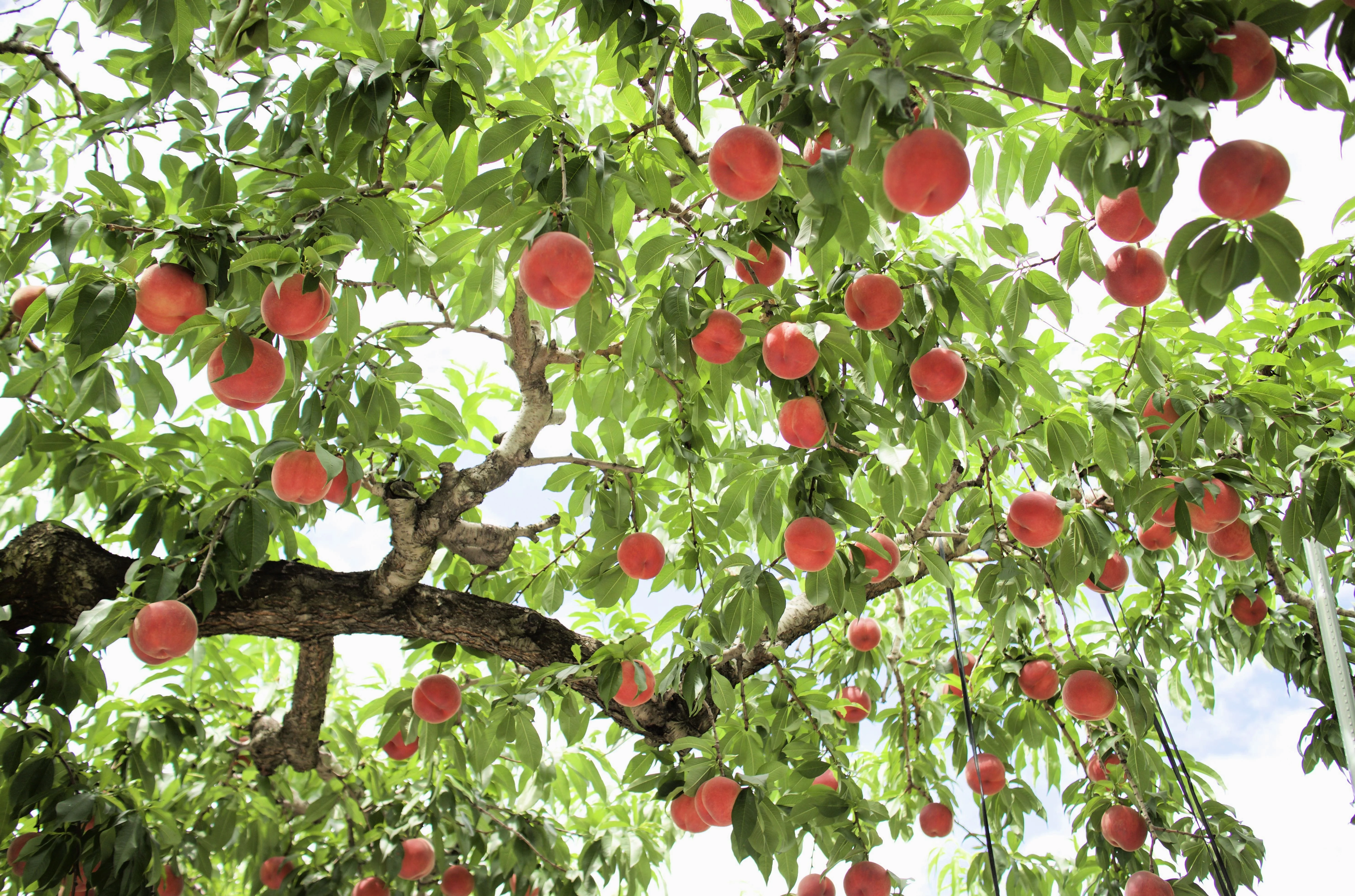 3 NEMAGUARD PEACH TREE Prunus Persica Fruit Pink Flower Seeds - Image 5